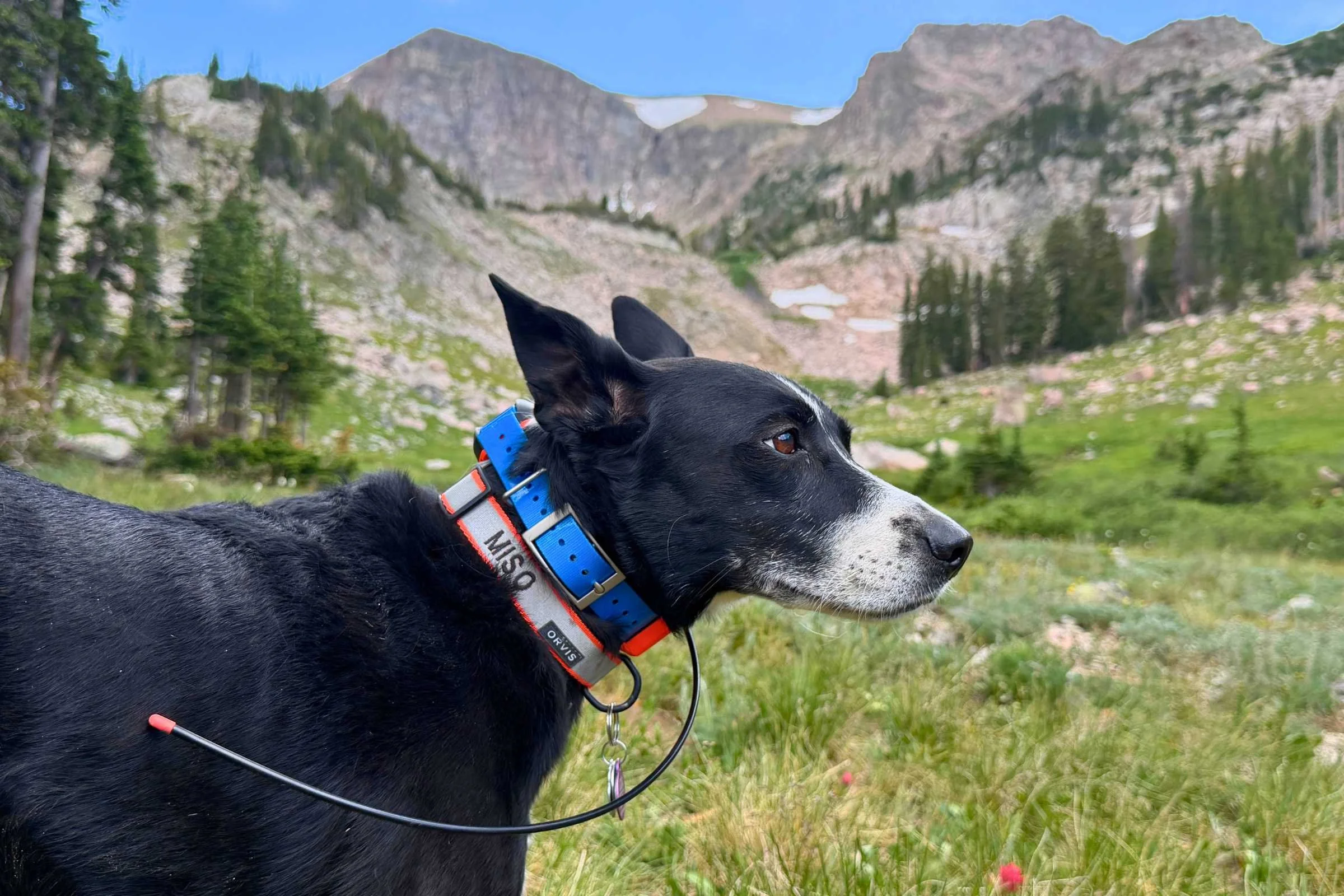Close up of a black dog wearing a GPS collar with a long antenna on a mountain pass