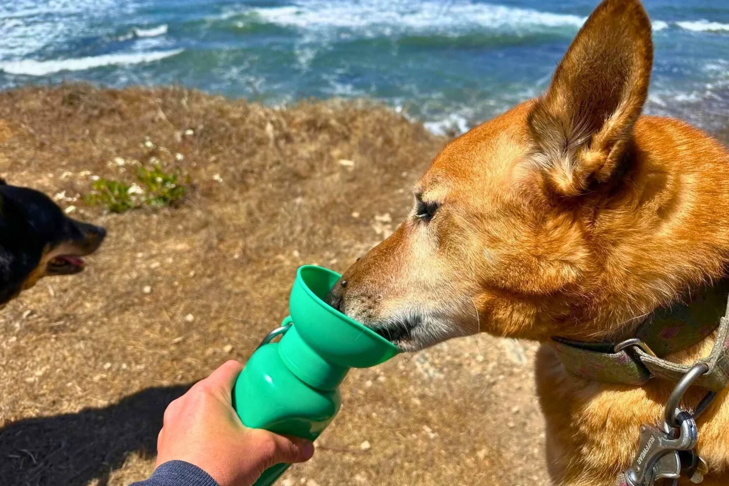 Springer Flip Dog Travel Bottle
