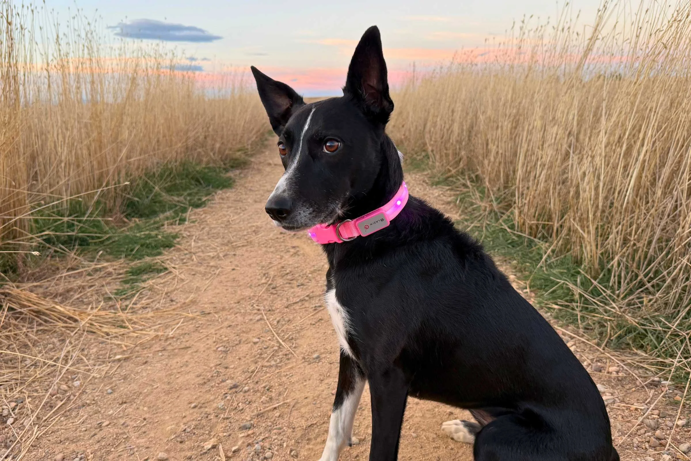 Dog wearing a light-up style collar (the Blazin LED Dog Collar) in darkness, collar glowing