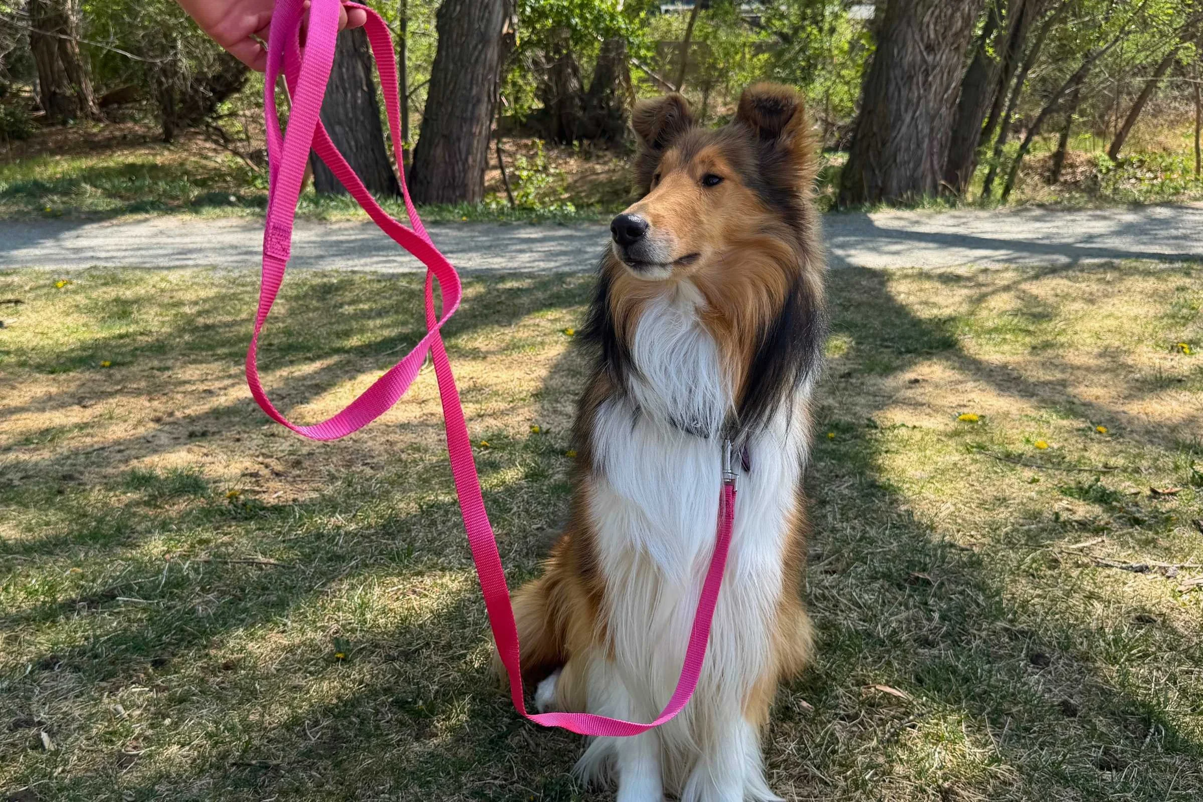 Dog attached to pink nylon leash