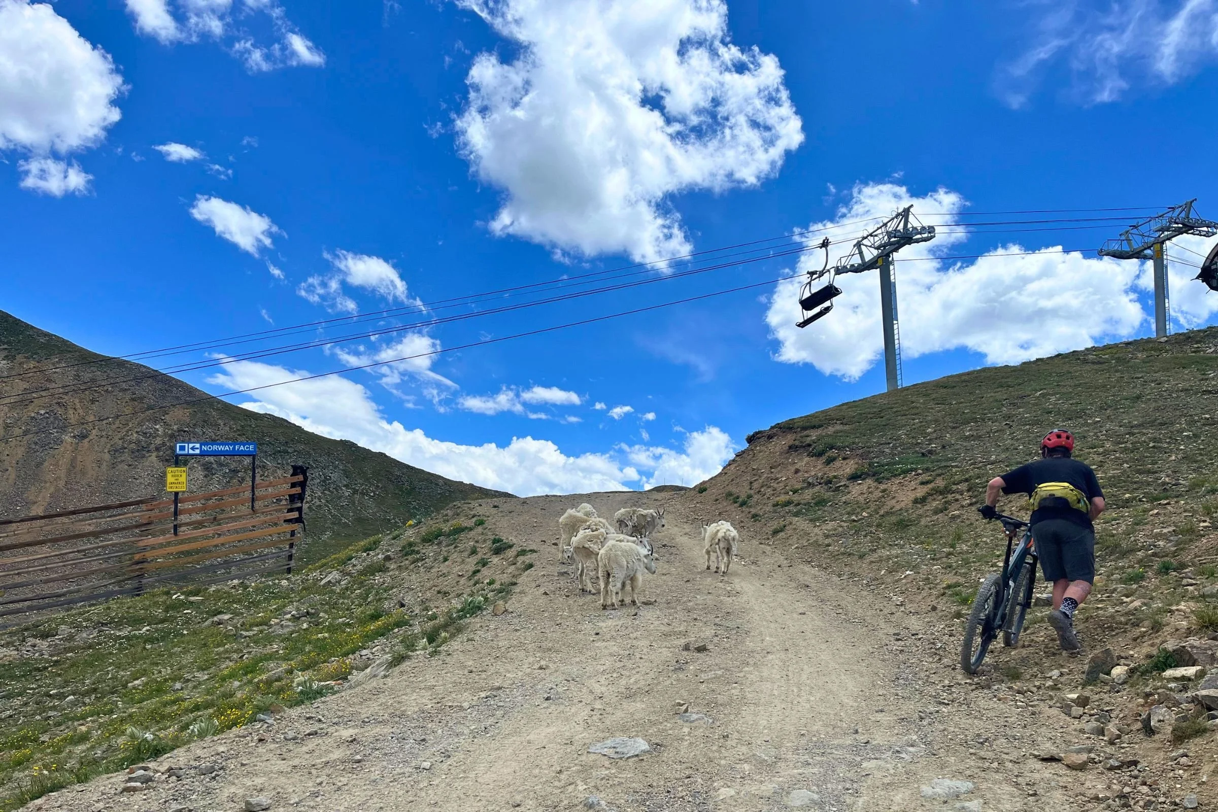 Sometimes testing mountain bike jerseys means walking your bike uphill to politely pass the mountain goats blocking your way. Photo by Stasia Stockwell.