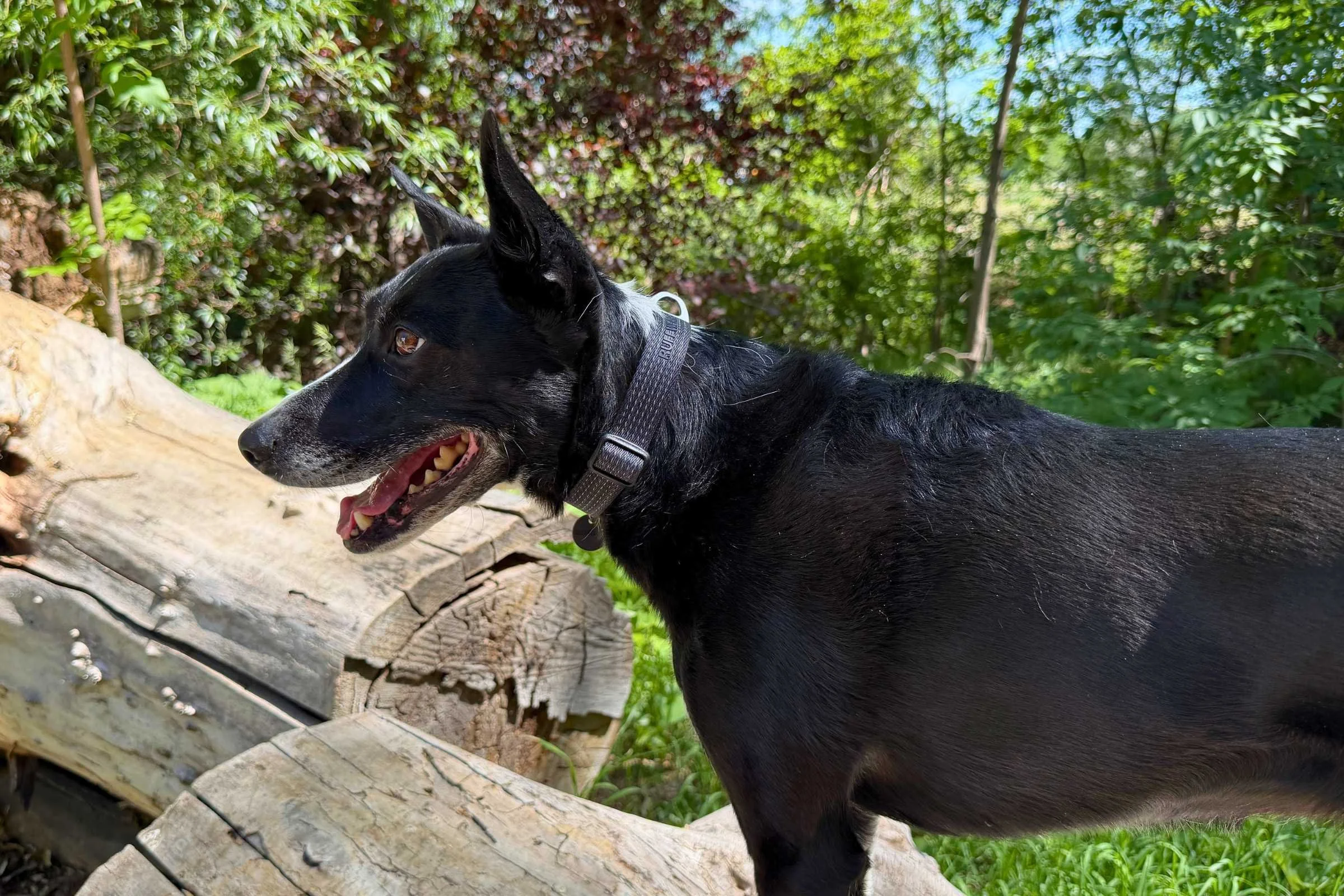Dog wearing a the Ruffwear Ridgeline hiking collar on a trail, multiple D-rings and hardware visible
