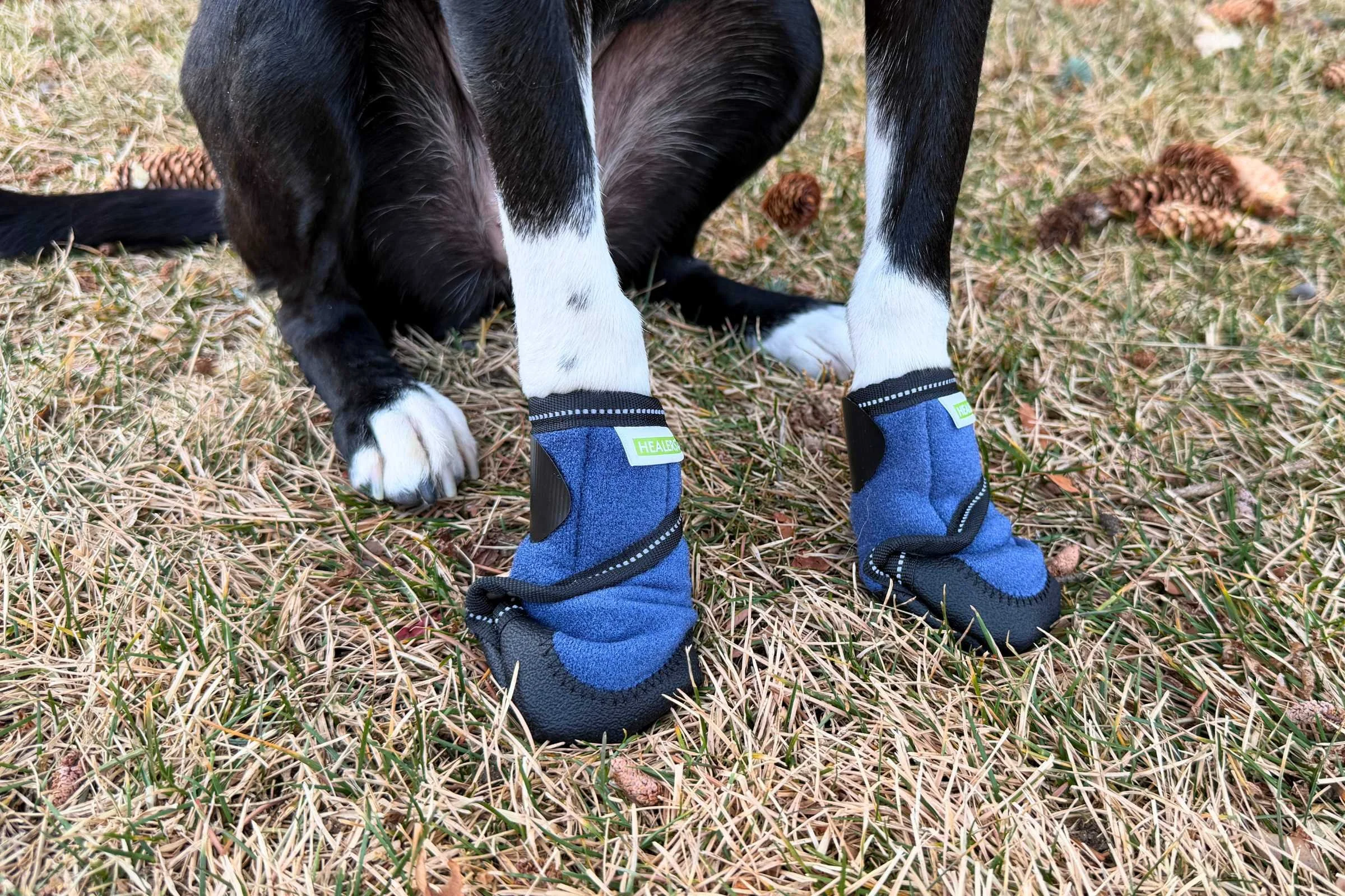 The Healers Medical Booties had an odd fit that wasn’t very comfortable for our tester dogs. Photo by Jae Thomas