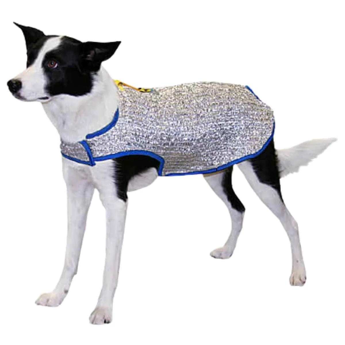 Chillybuddy Canine Cooling Jacket