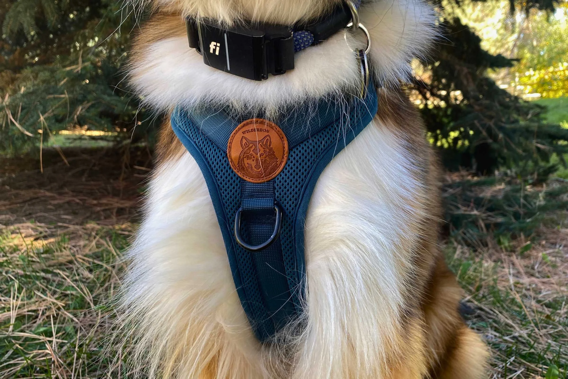 Fluffy dog wearing a breathable mesh Wilderdog dog harness with a front clip D-ring