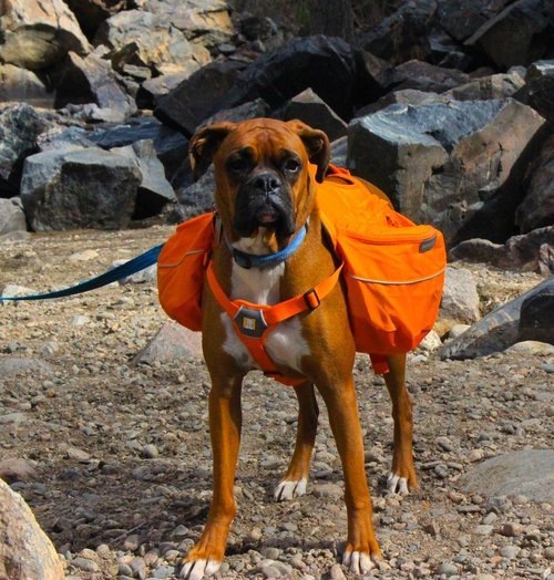 are boxers good hiking dogs