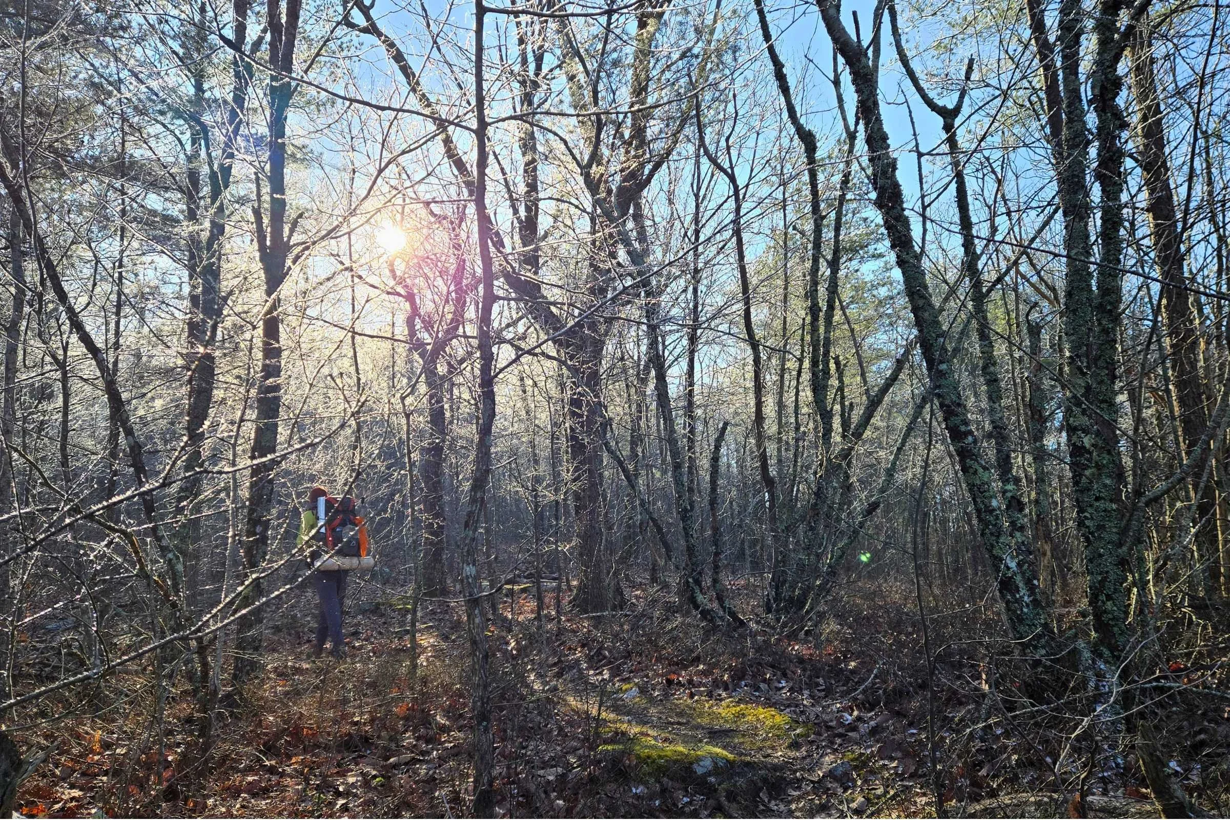 Winters are cold in Alabama and Georgia but mostly snow-free.