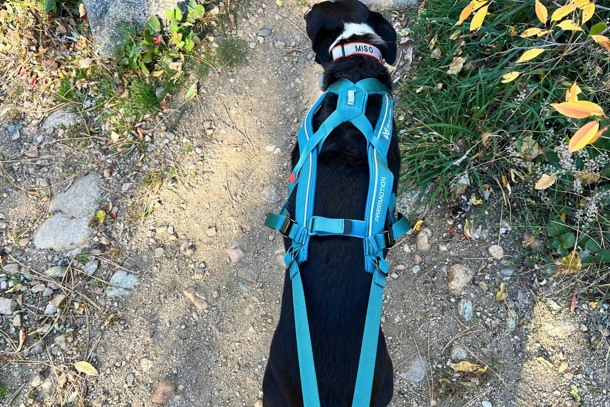 Black dog wearing a heavy-duty x-back running harness pulling her owner while running