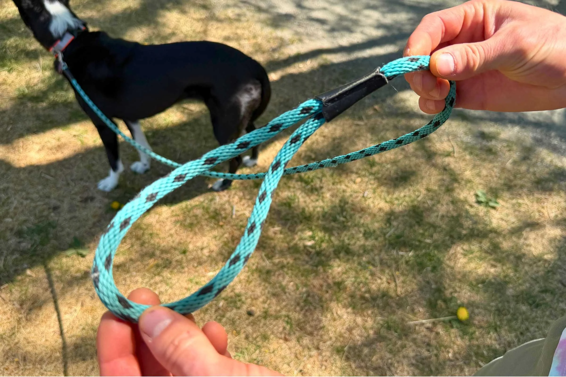 Close up of mendota snap leash handle, dog in background