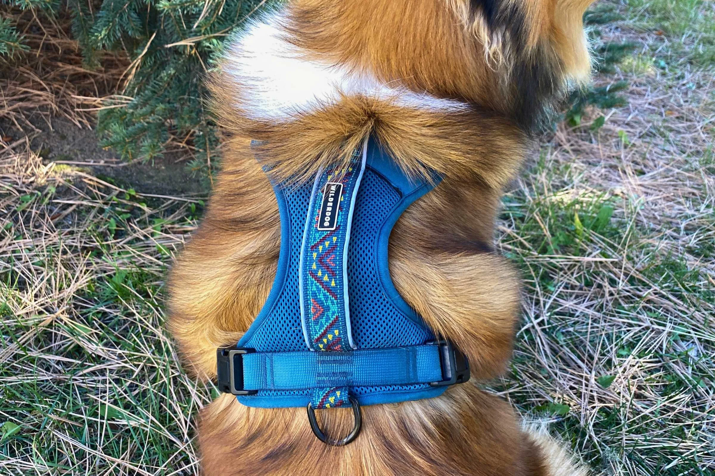 Fluffy dog wearing a breathable mesh Wilderdog dog harness with a rear clip D ring