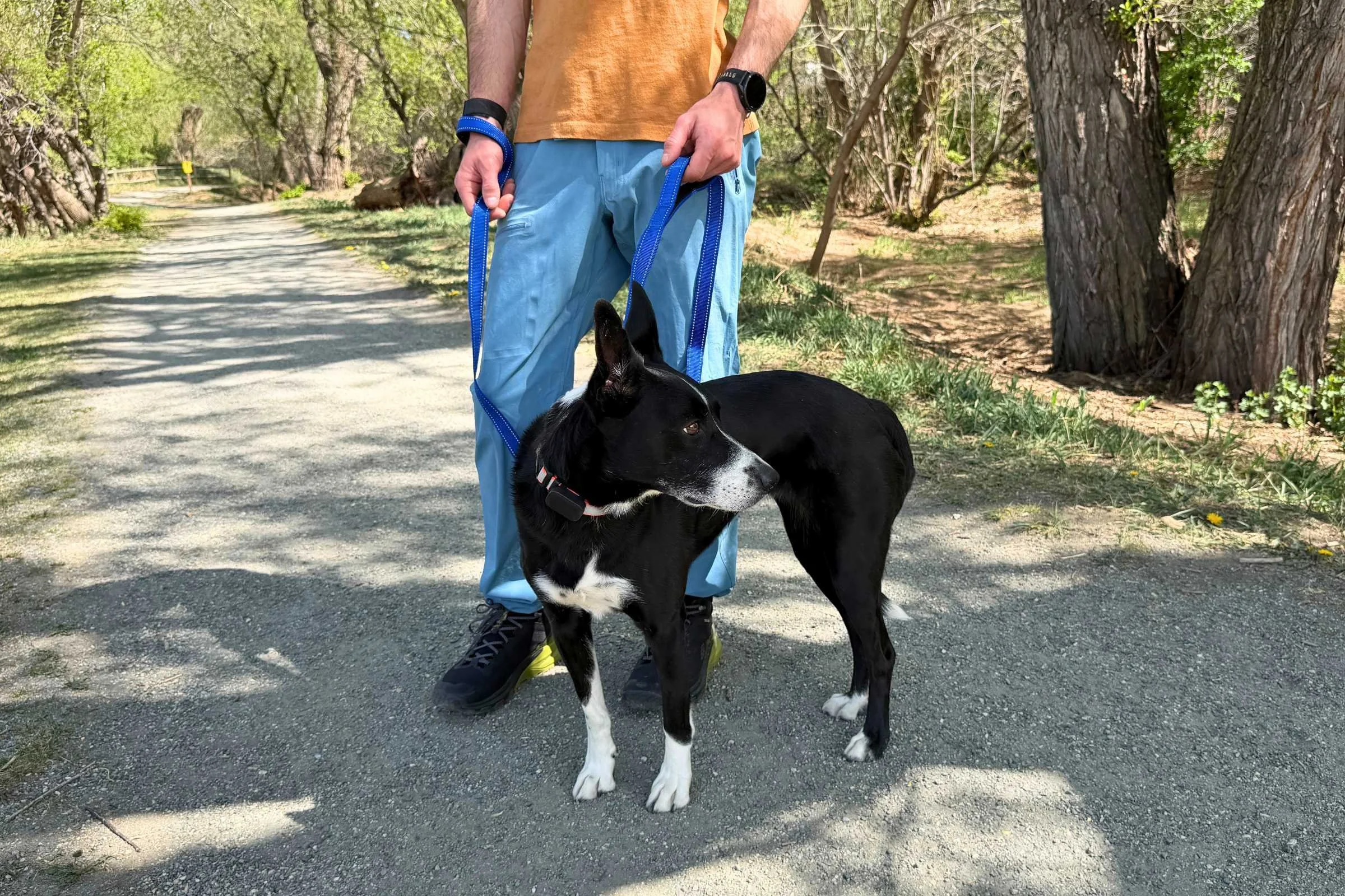 Dog running beside bike using bike leash attachment