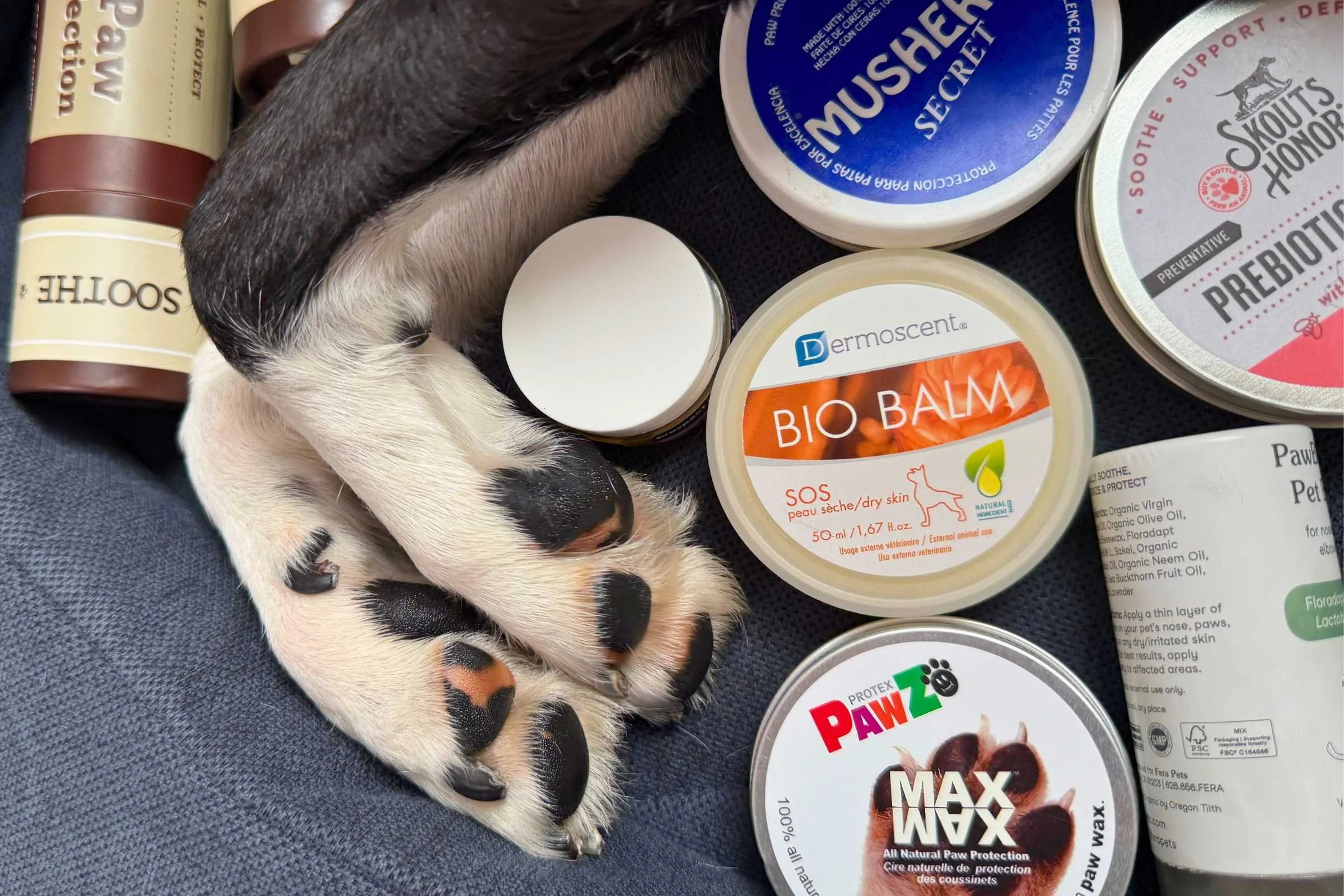 Moisturized dog paws next to a variety of paw balms in a dog bet