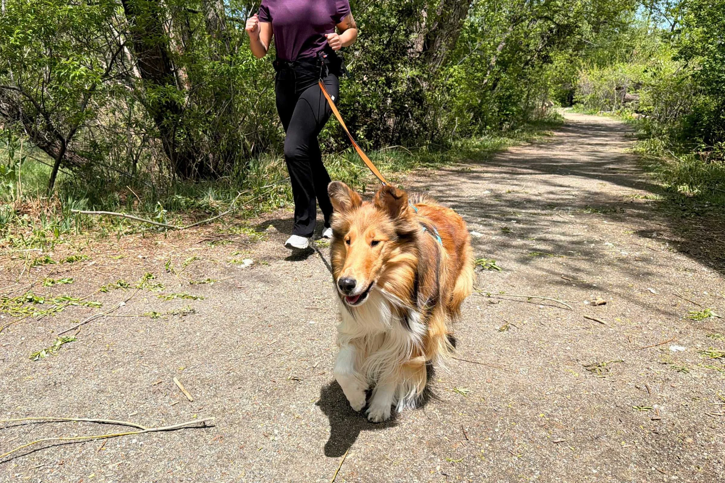 Runner using hands-free dog leash