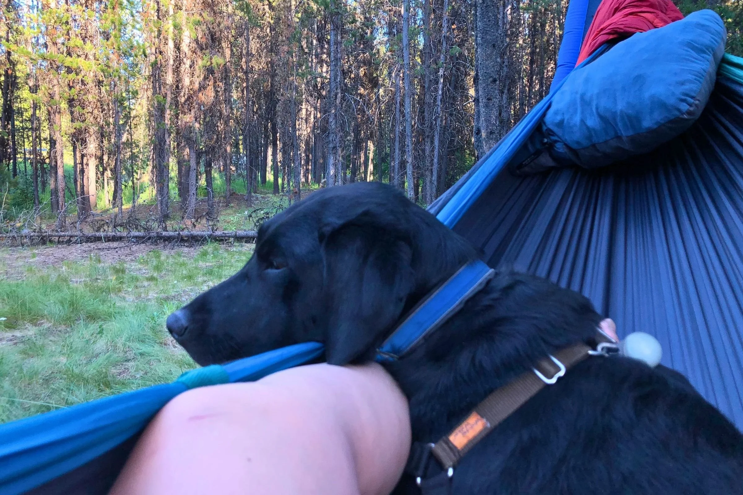 Consider what size of hammock most suits your needs. Do you want something small and packable, larger and more spacious, or something that can accommodate two people (or a furry friend)... like the ENO DoubleNest?