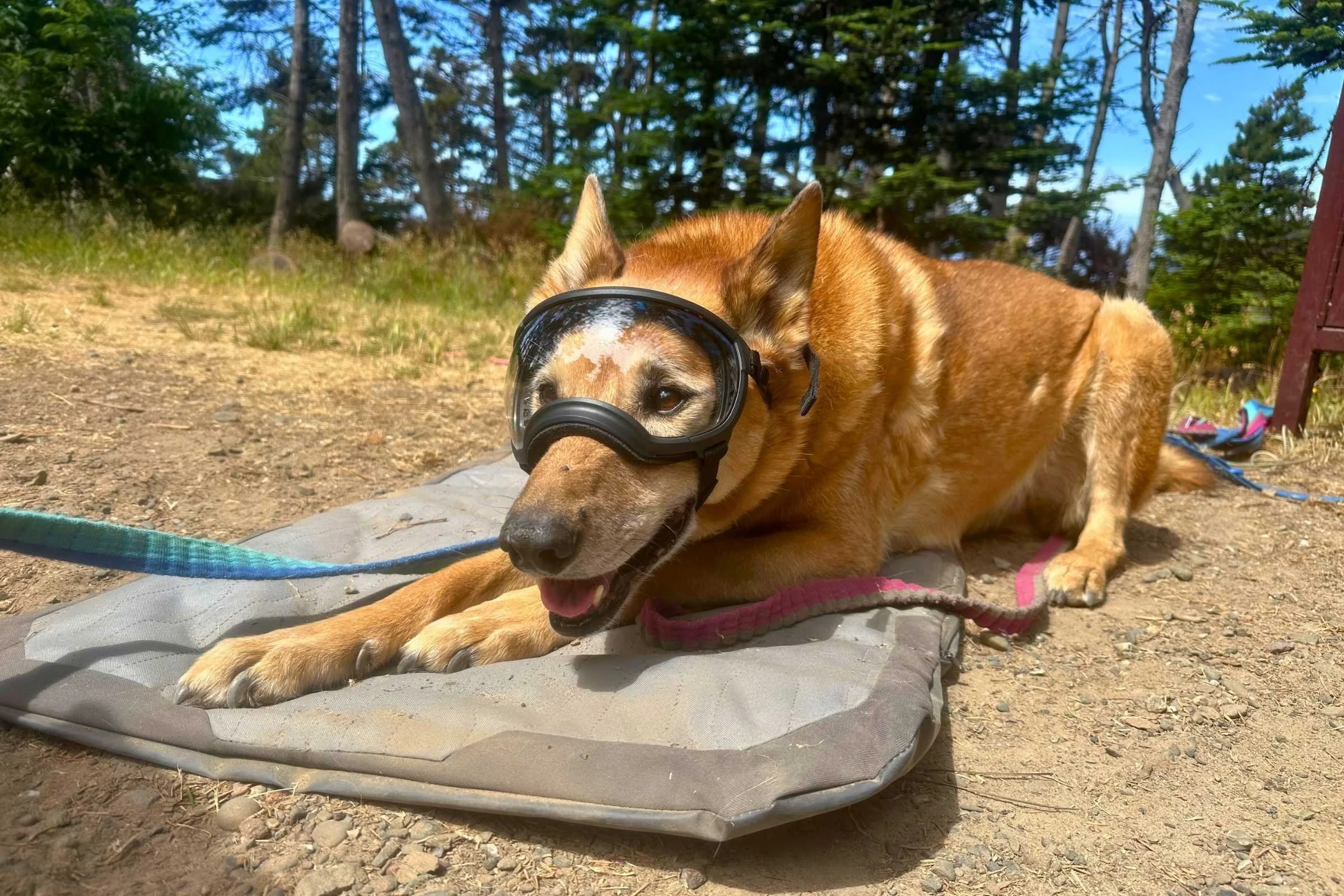 Rex Specs V2 Dog Goggles