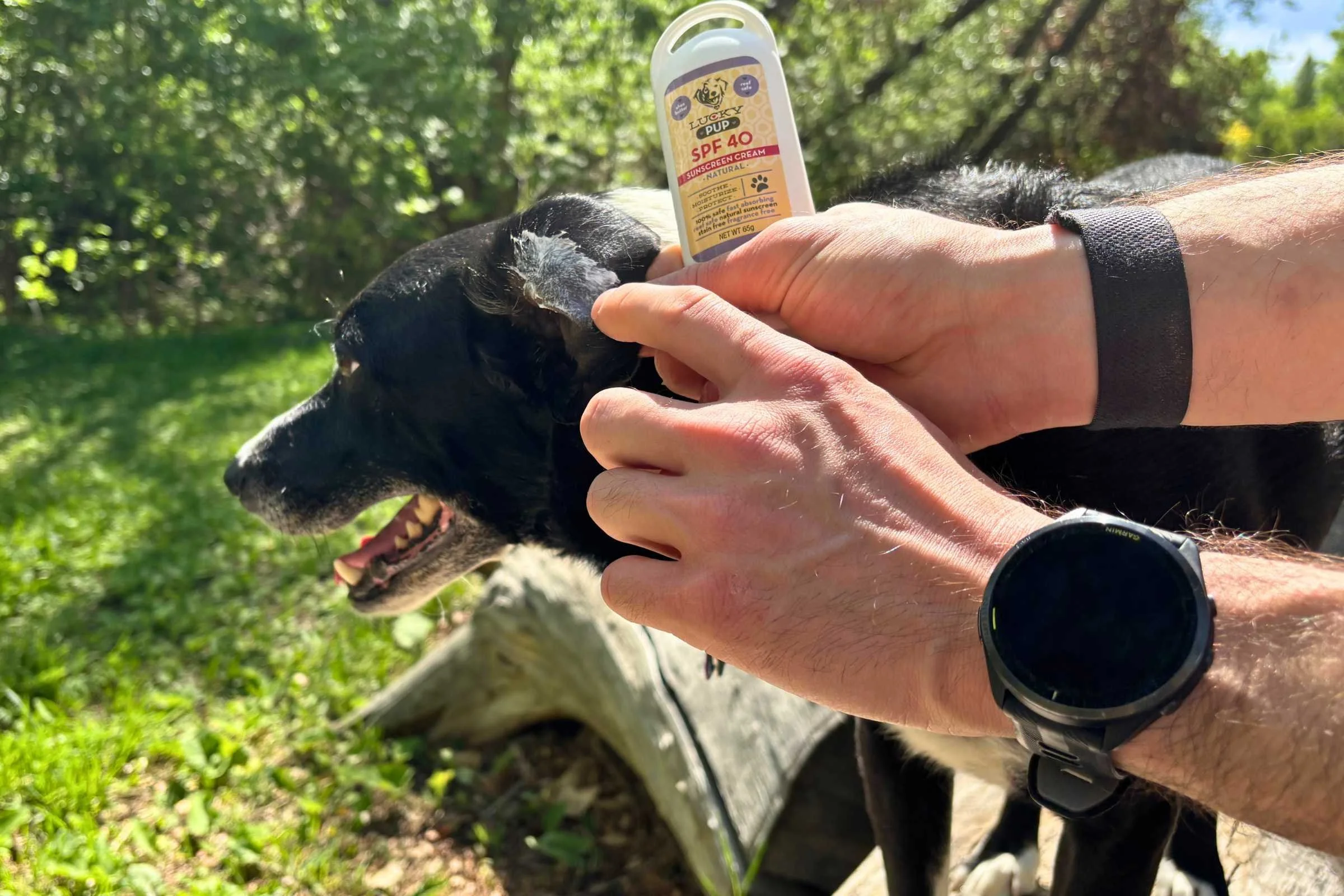 Applying sunscreen to dog ear