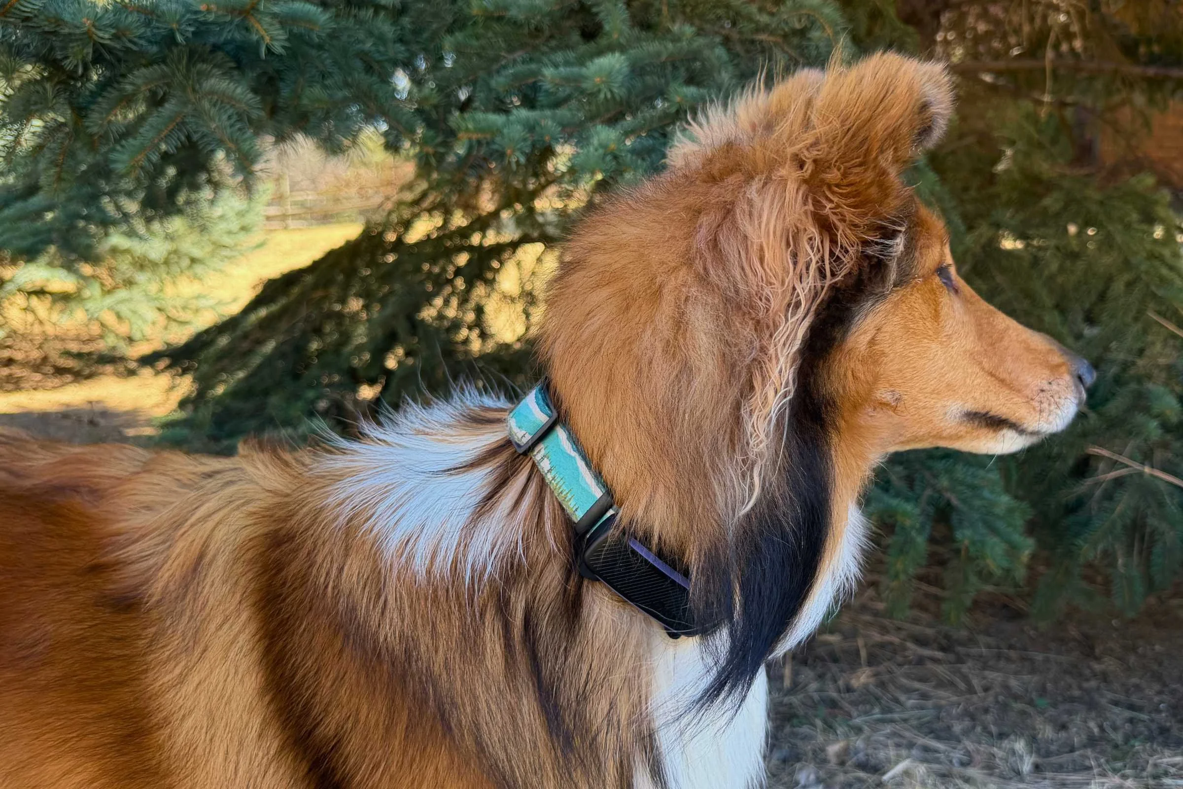 Tractive dog 6 lifestyle