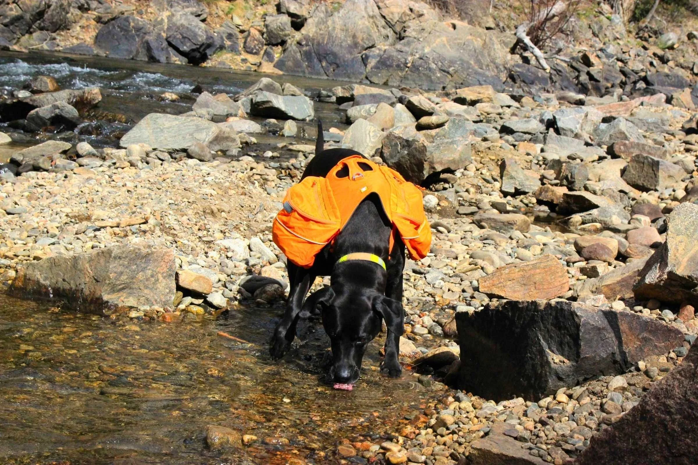 Champ drinking water with his Approach pack at Clear Creek, Colorado. Dog packs should be secure enough that dogs can go about their business without concern the backpack will slip.