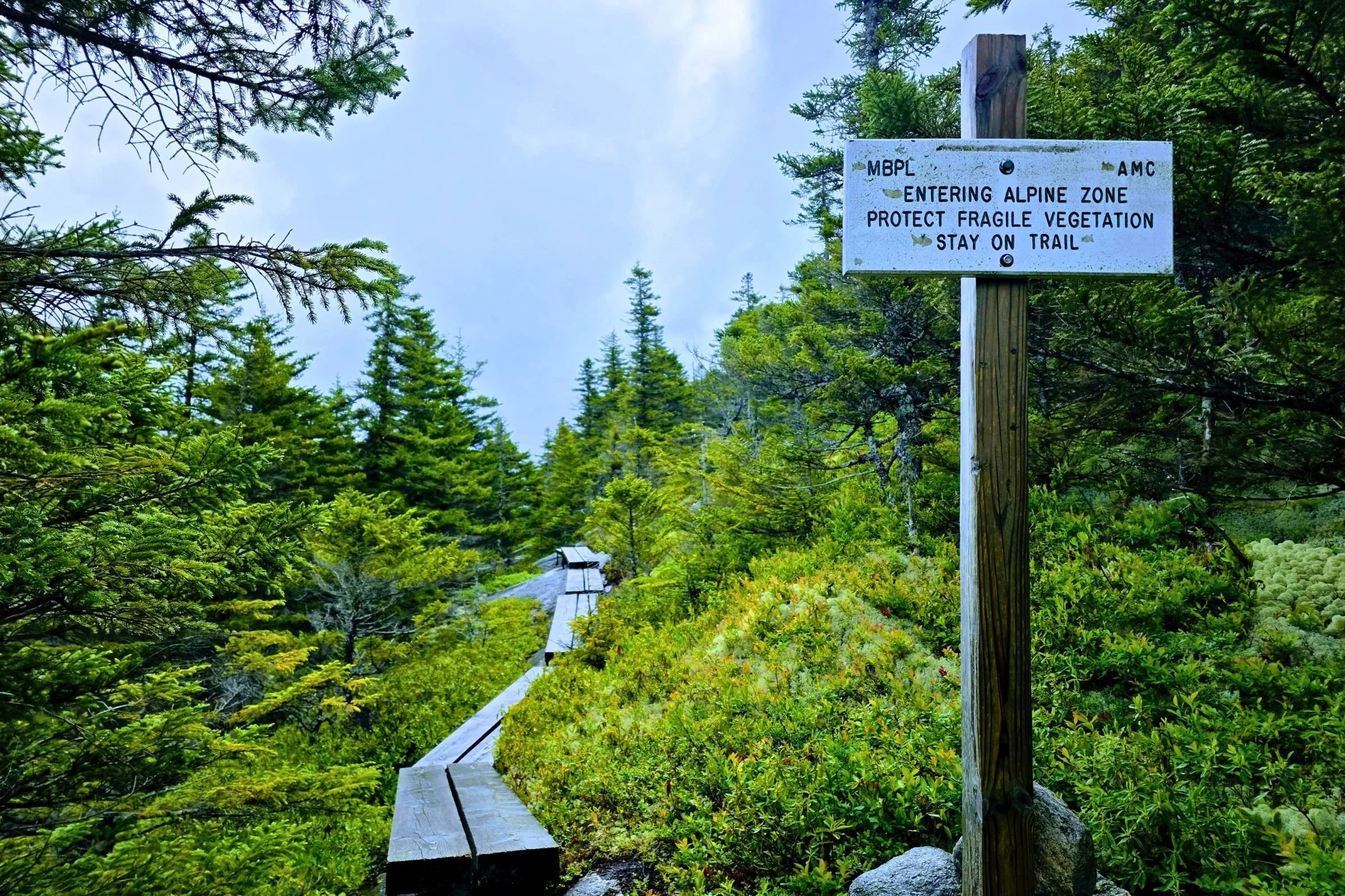 Please follow Leave No Trace and be careful to protect delicate alpine plants from damaging footsteps. Photo by Aubri Drake.