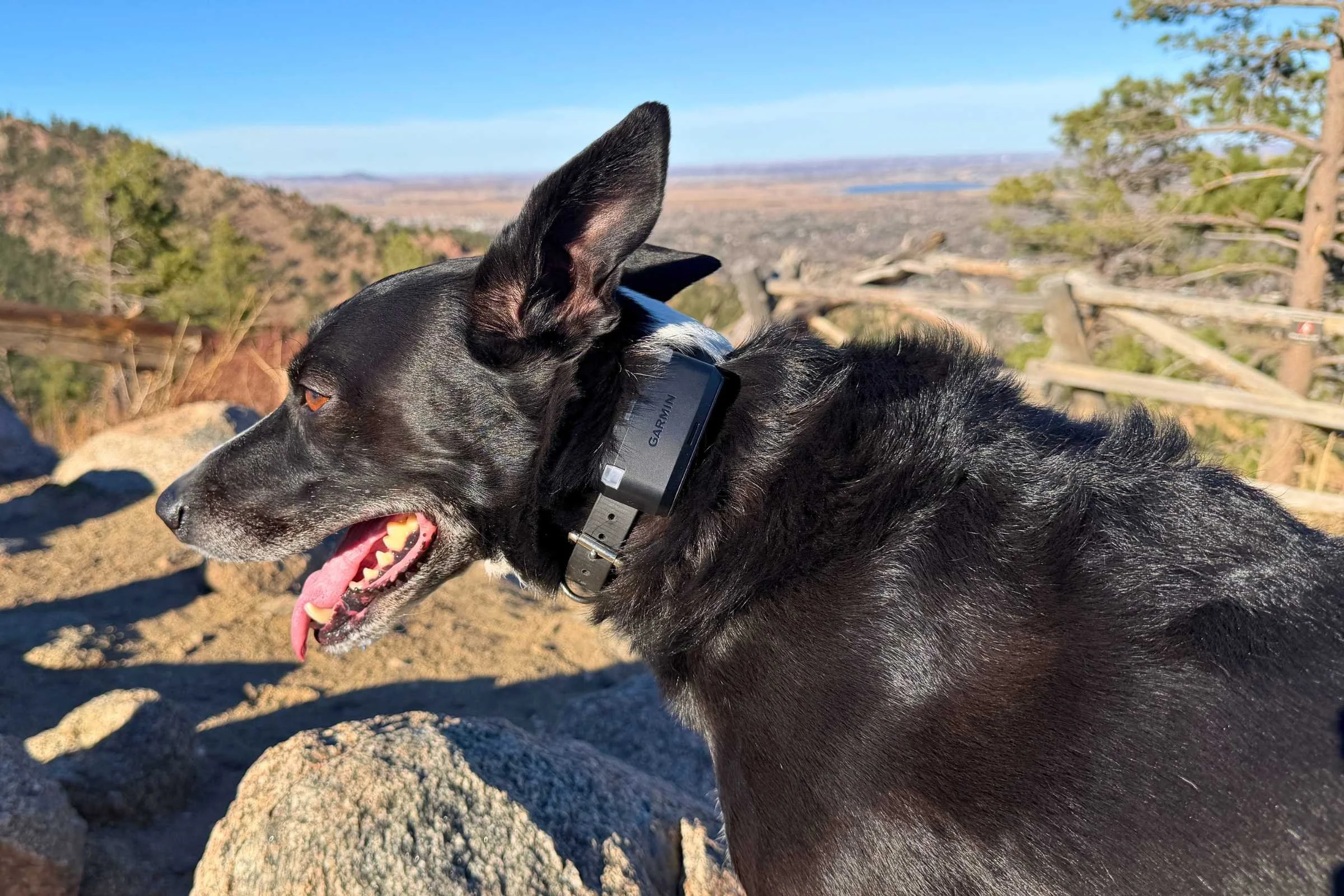 Black dog on a mountain trail wearing the Garmin Alpha LTE GPS device
