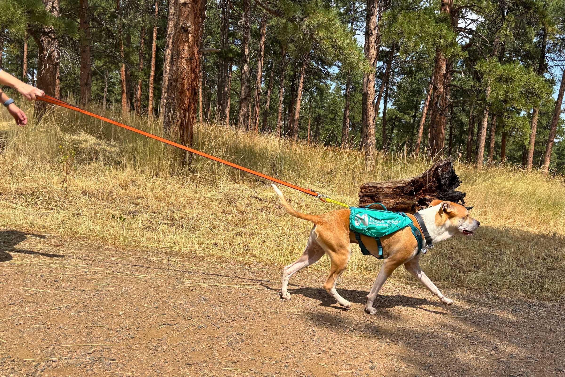 Dog hiking while wearing the Non-stop Dogwear Trail Light Dog Backpack