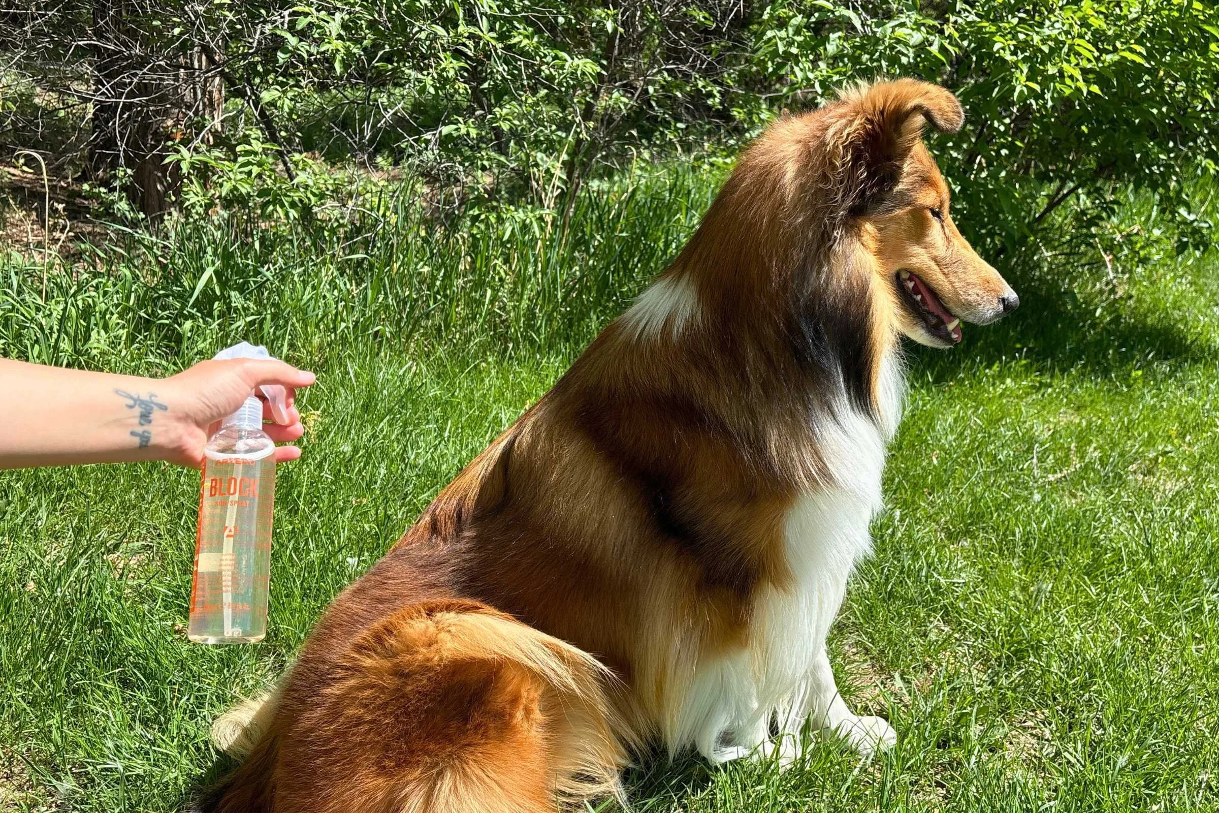 Spraying coat protection on long-haired dog