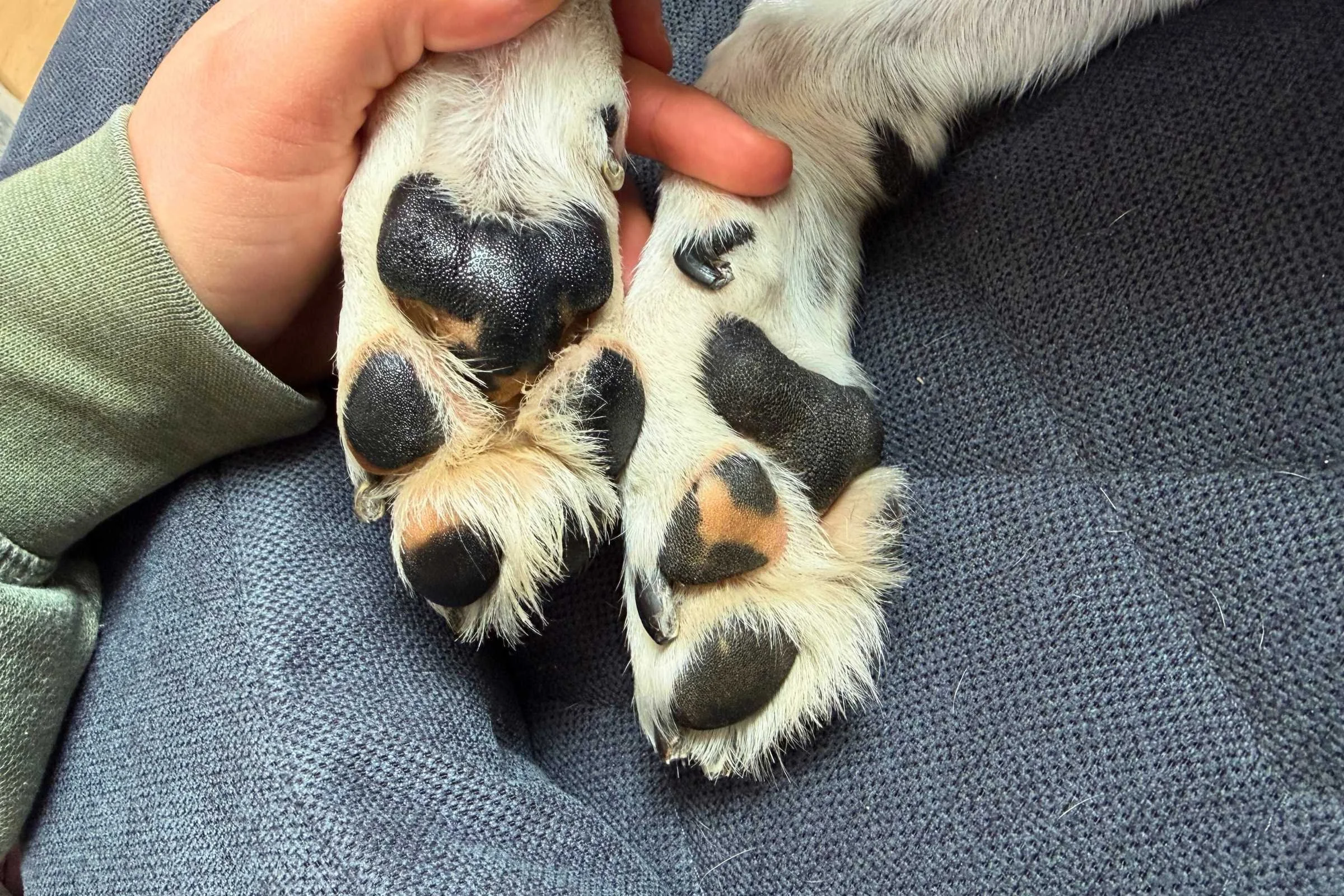 Comparison showing cracked dog pad before and after balm treatment