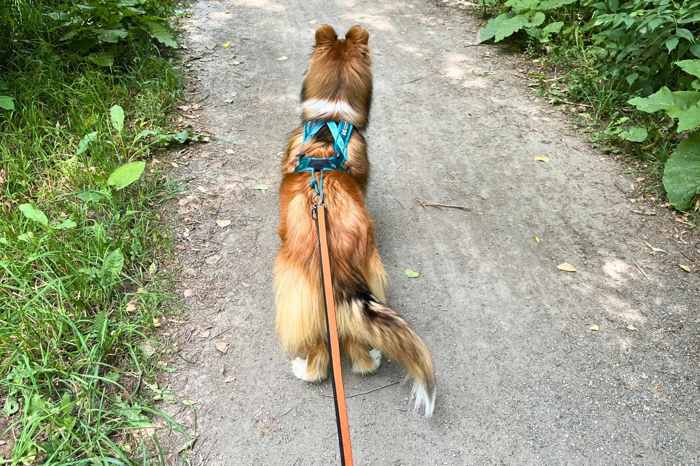 Bungee dog leash stretching while dog pulls