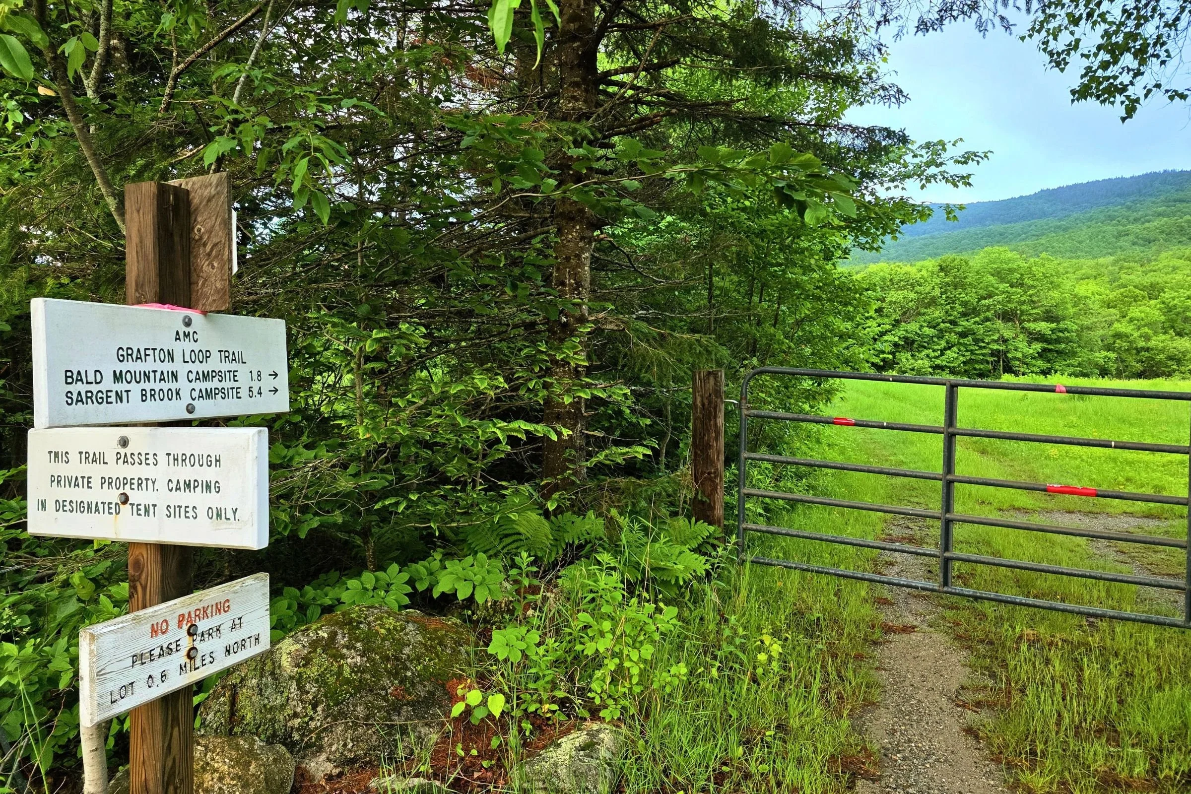 Where the GLT roadwalk heads back into the forest. Photo by Aubri Drake.