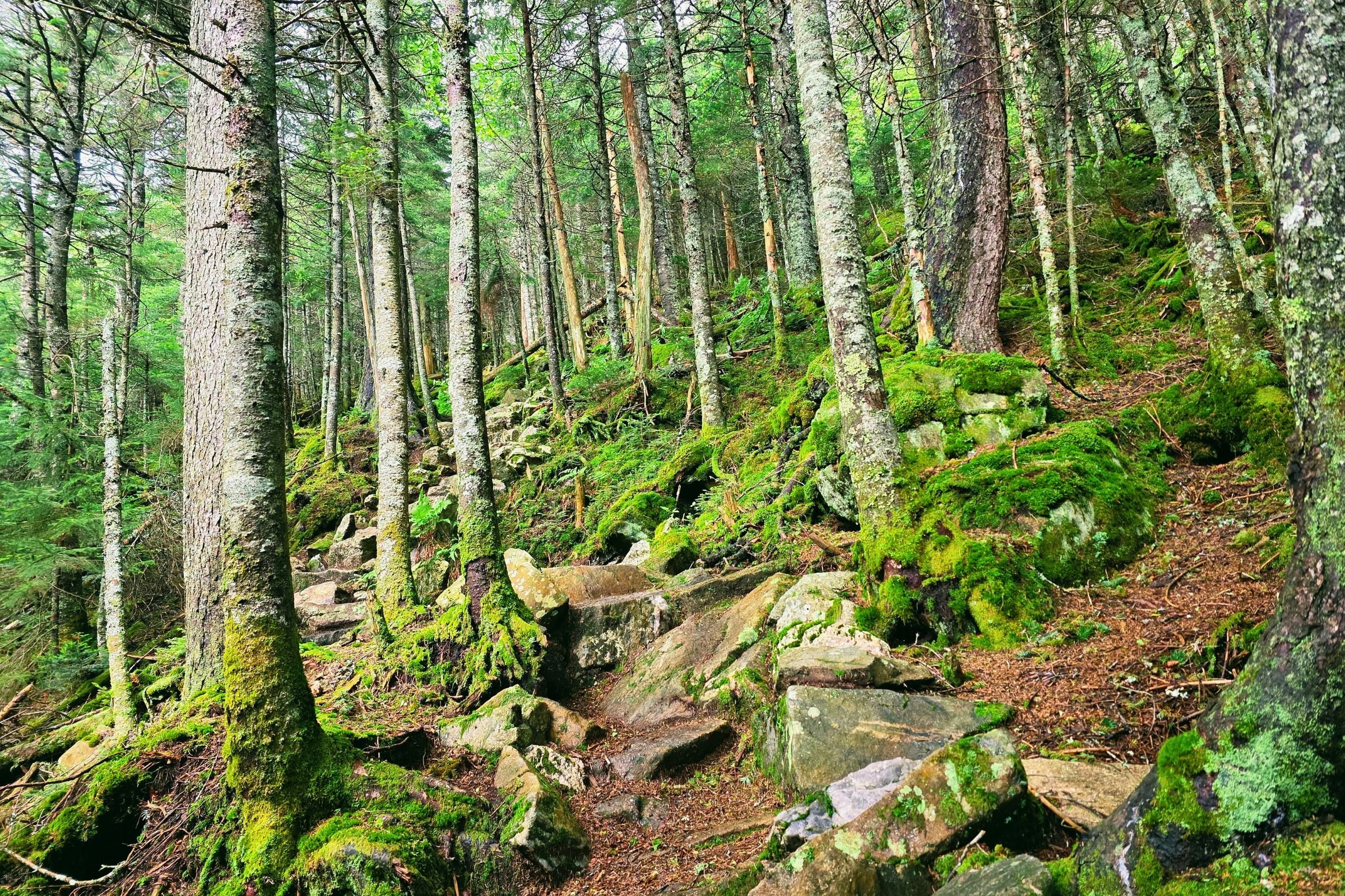 One of the rocky sections on the ascent of the Baldpates. Photo by Aubri Drake.