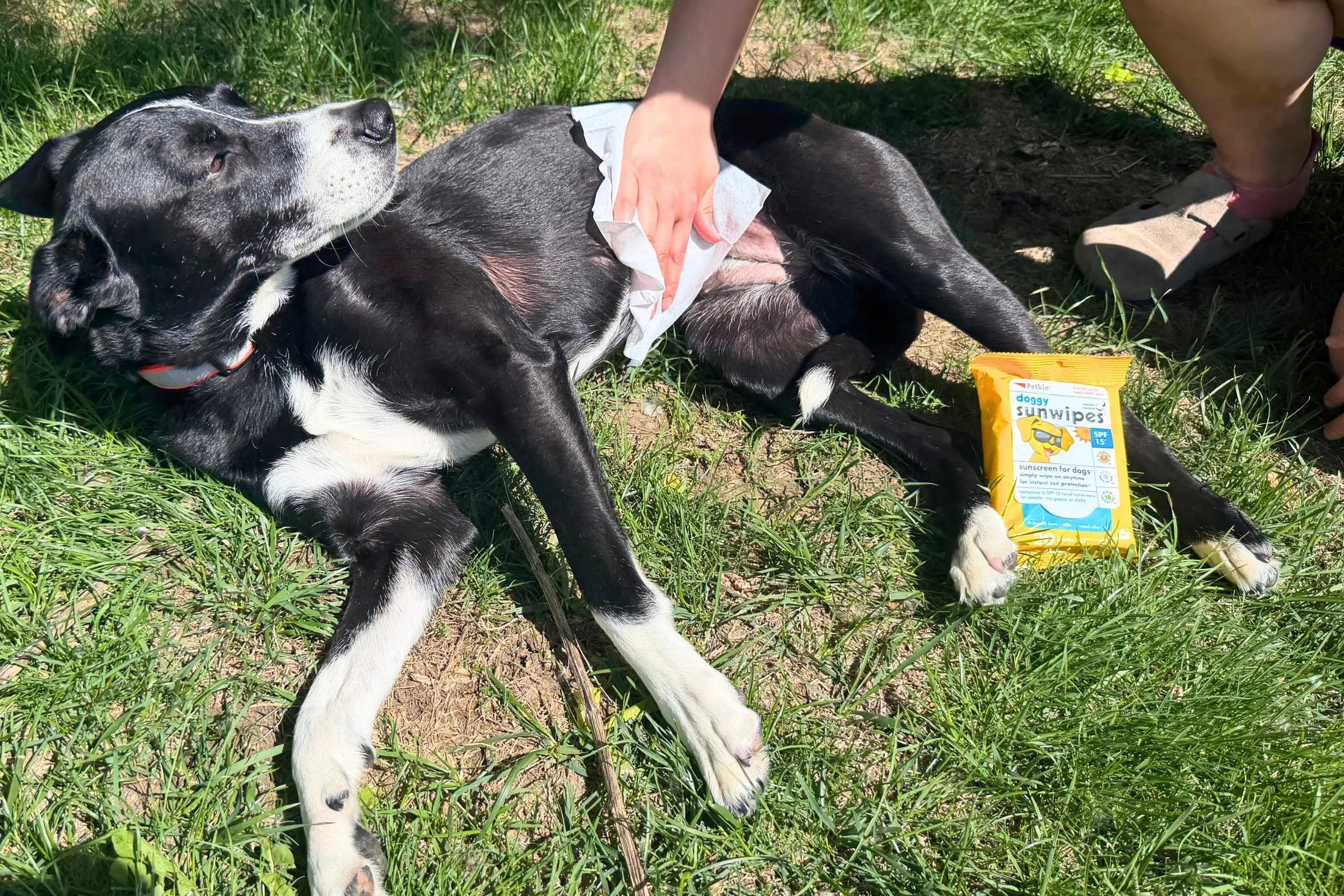 Applying sunscreen to dog’s belly