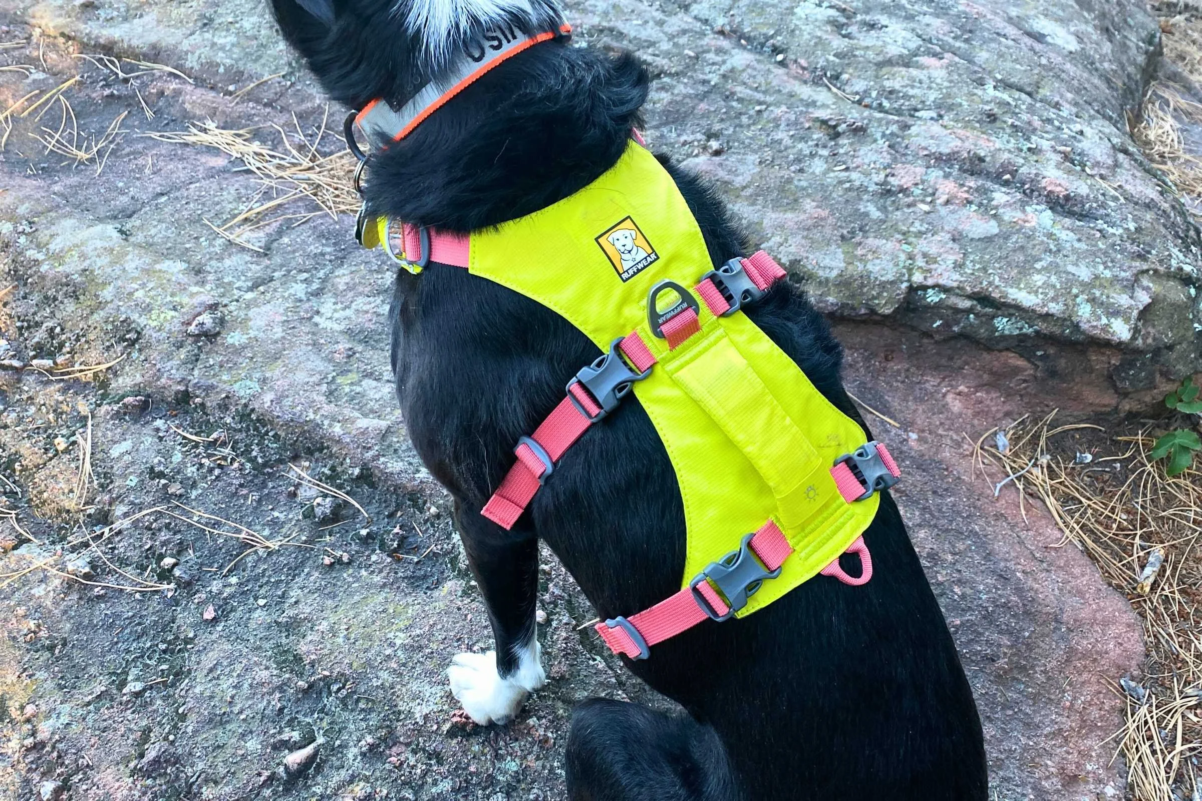 Dog wearing a slim, lightweight yellow and pink Ruffwear Flaline harness while hiking