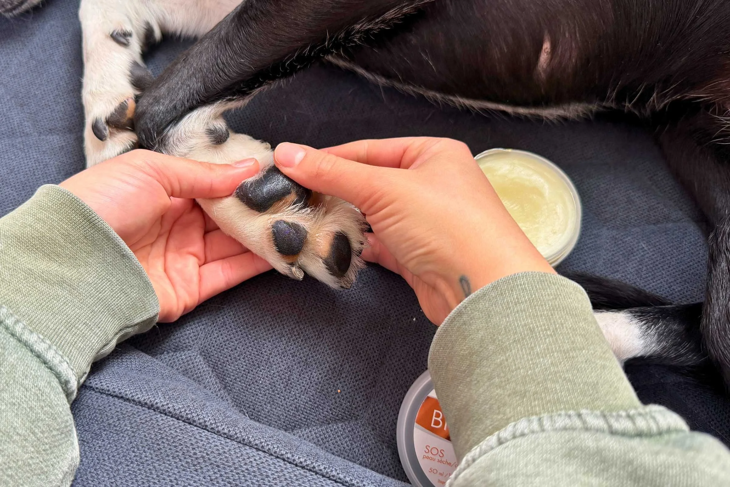 Proper technique for applying paw balm to dog's pad
