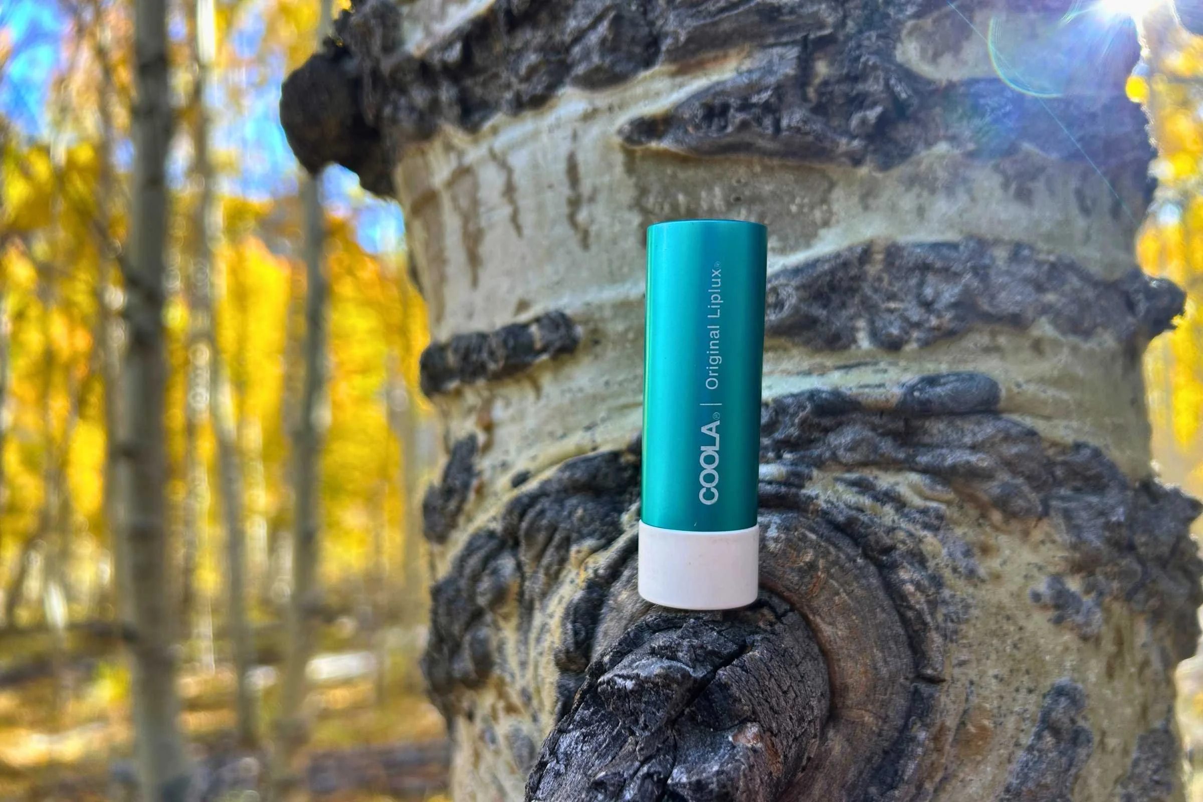 Coola SPF Lip Balm propped up on a Aspen tree in the fall