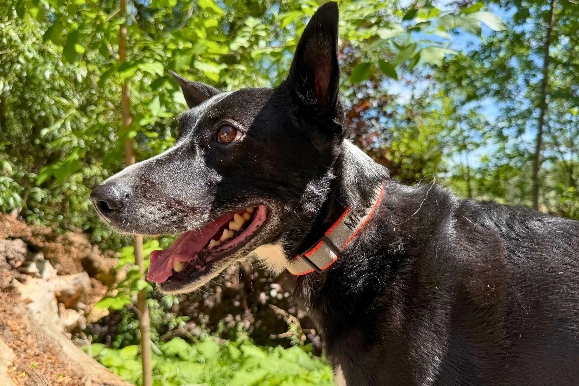 Dog wearing the Orvis Personalized Dog Collar on a walk, collar visible at neck