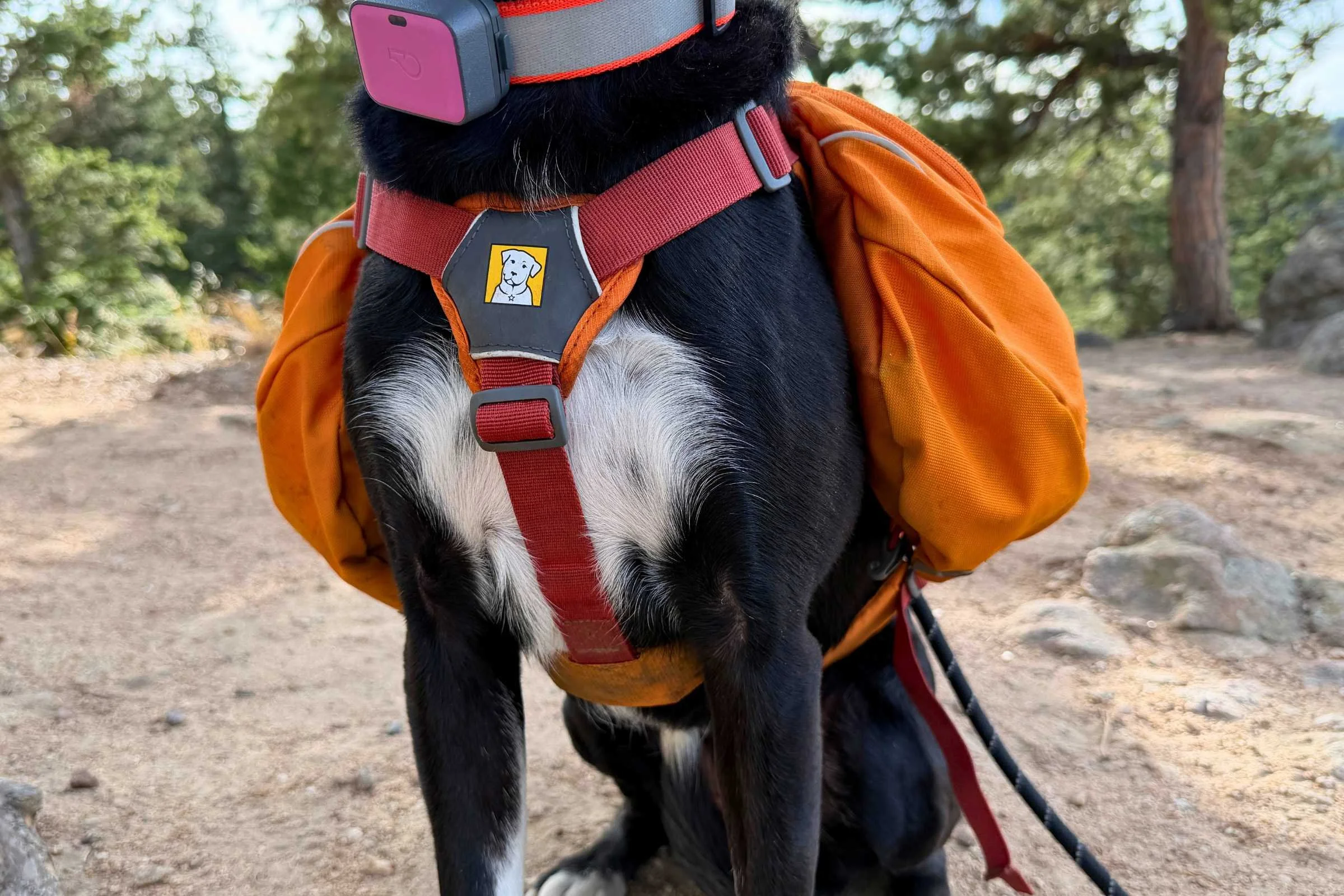 Harness of the Ruffwear Approach Dog Backpack