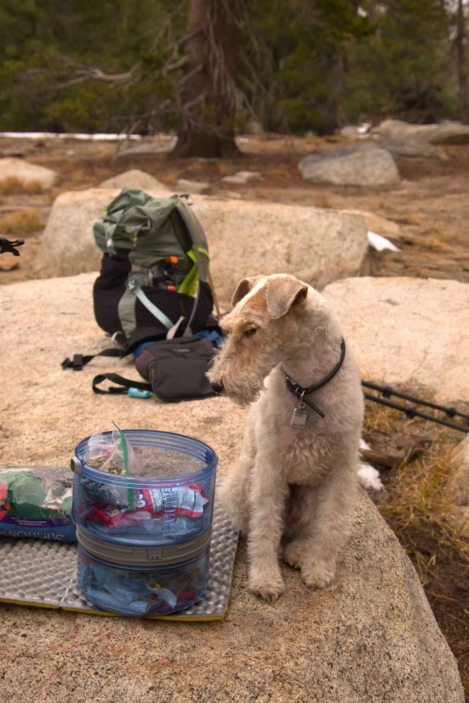 The BV ONE bear canister in camp next to a dog