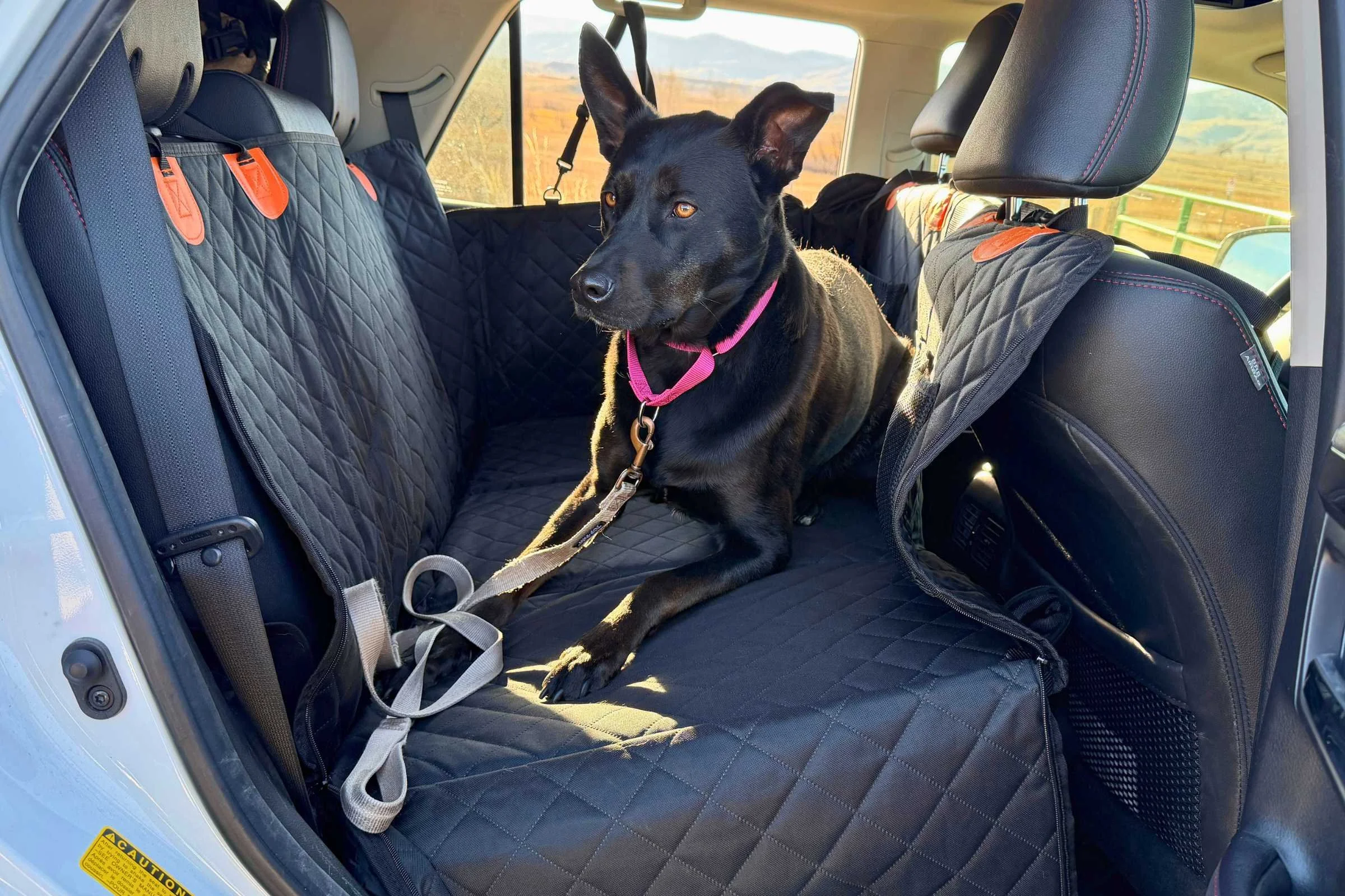 Large dog sitting on a bench-style car seat cover with added space
