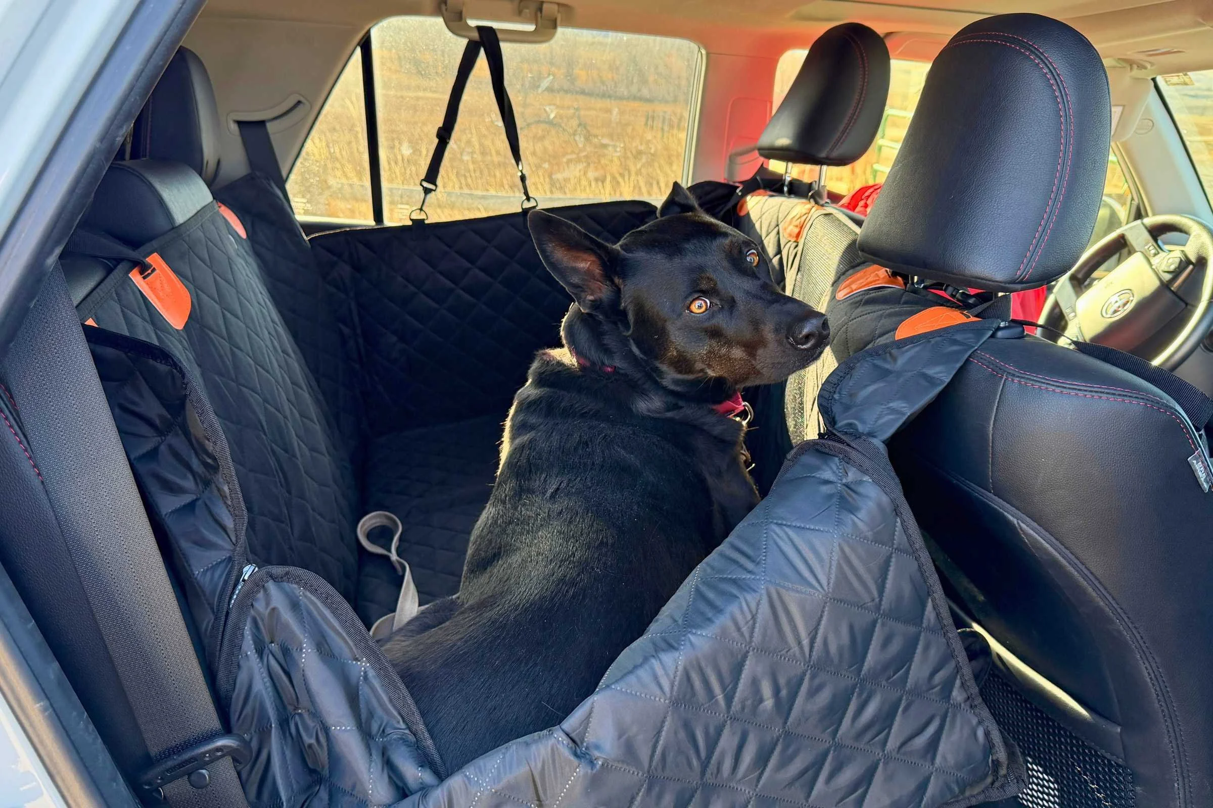 Large dog secured safely in hammock-style car seat cover