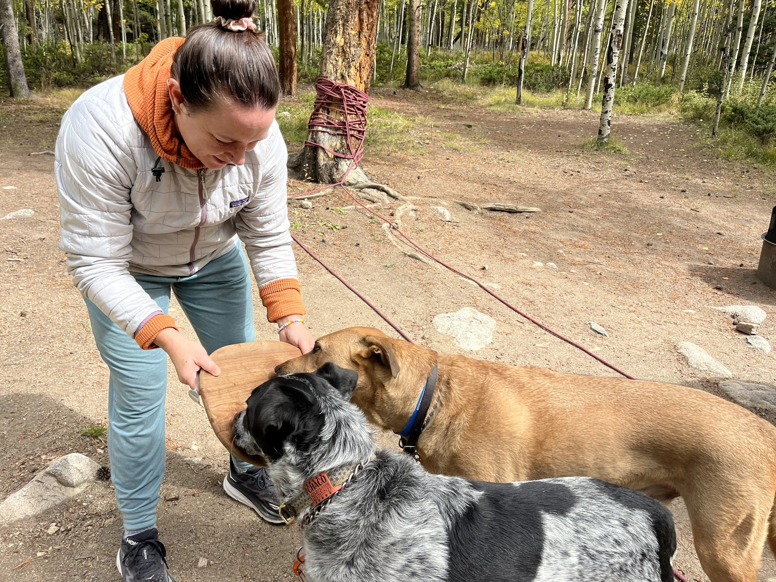 two dogs licking a cutting board at camp