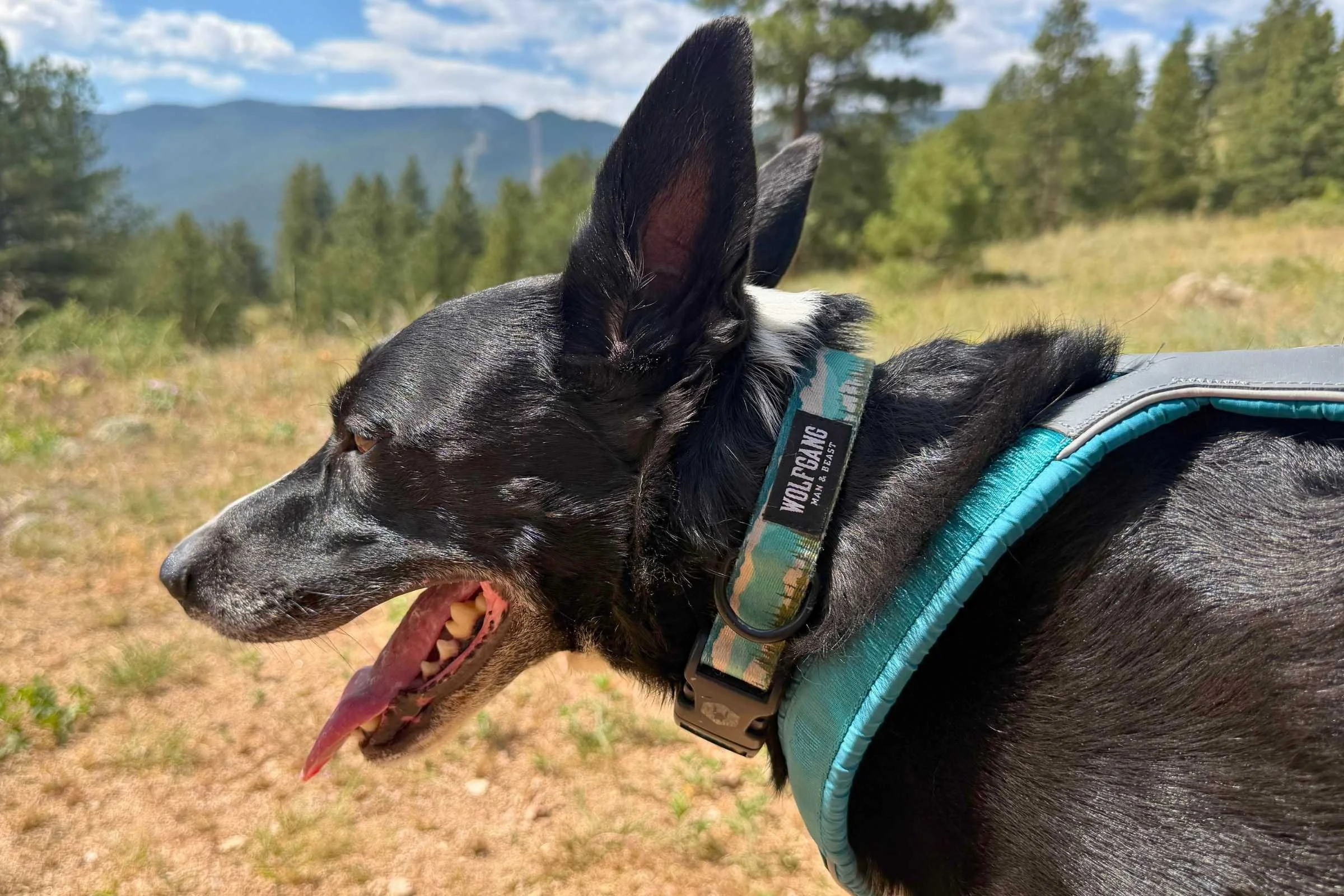 Dog wearing a Wolfgang mountain-themed polyester collar