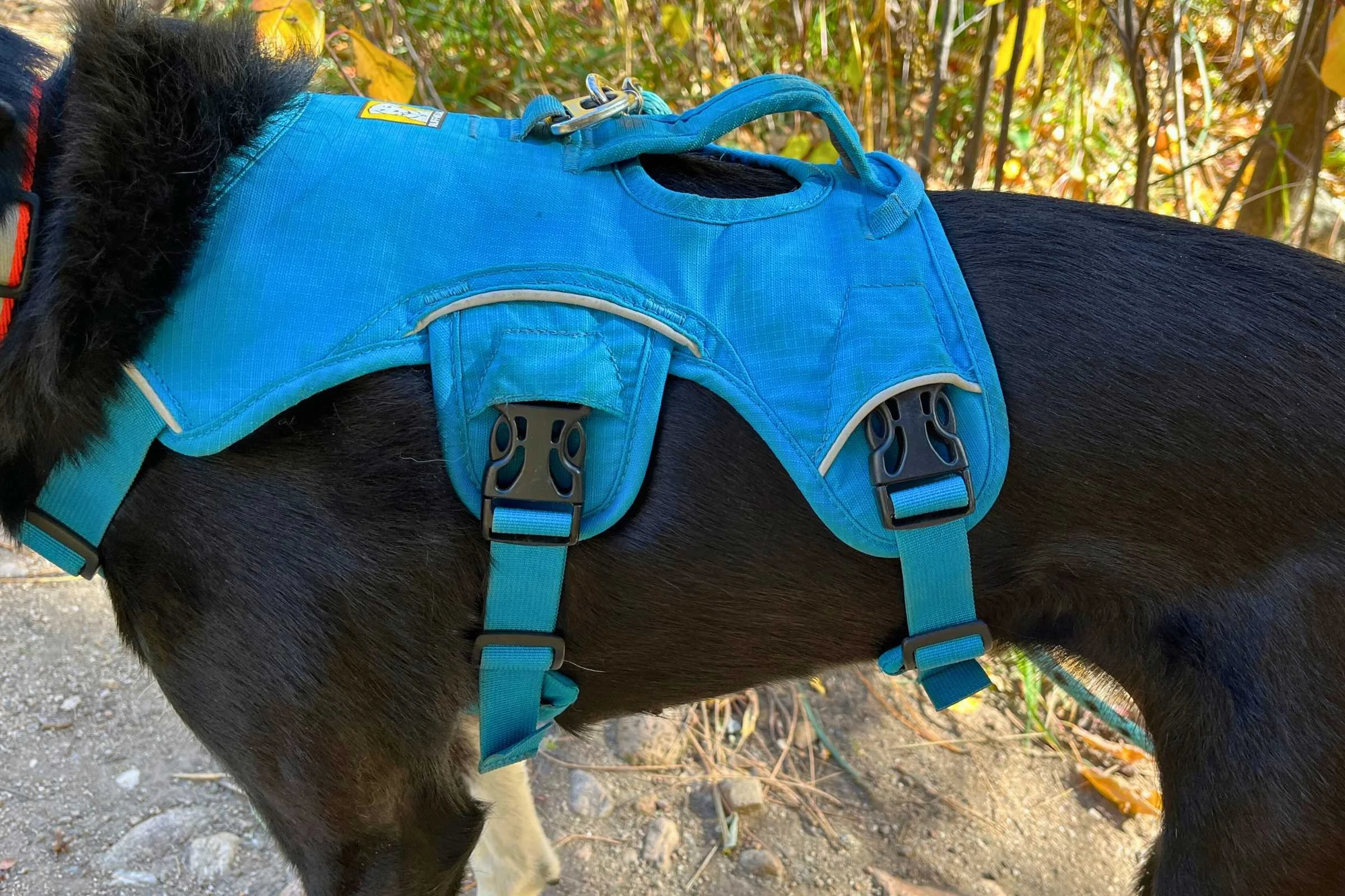 Close up of a dog wearing a sturdy, high-coverage Ruffwear Webmaster harness