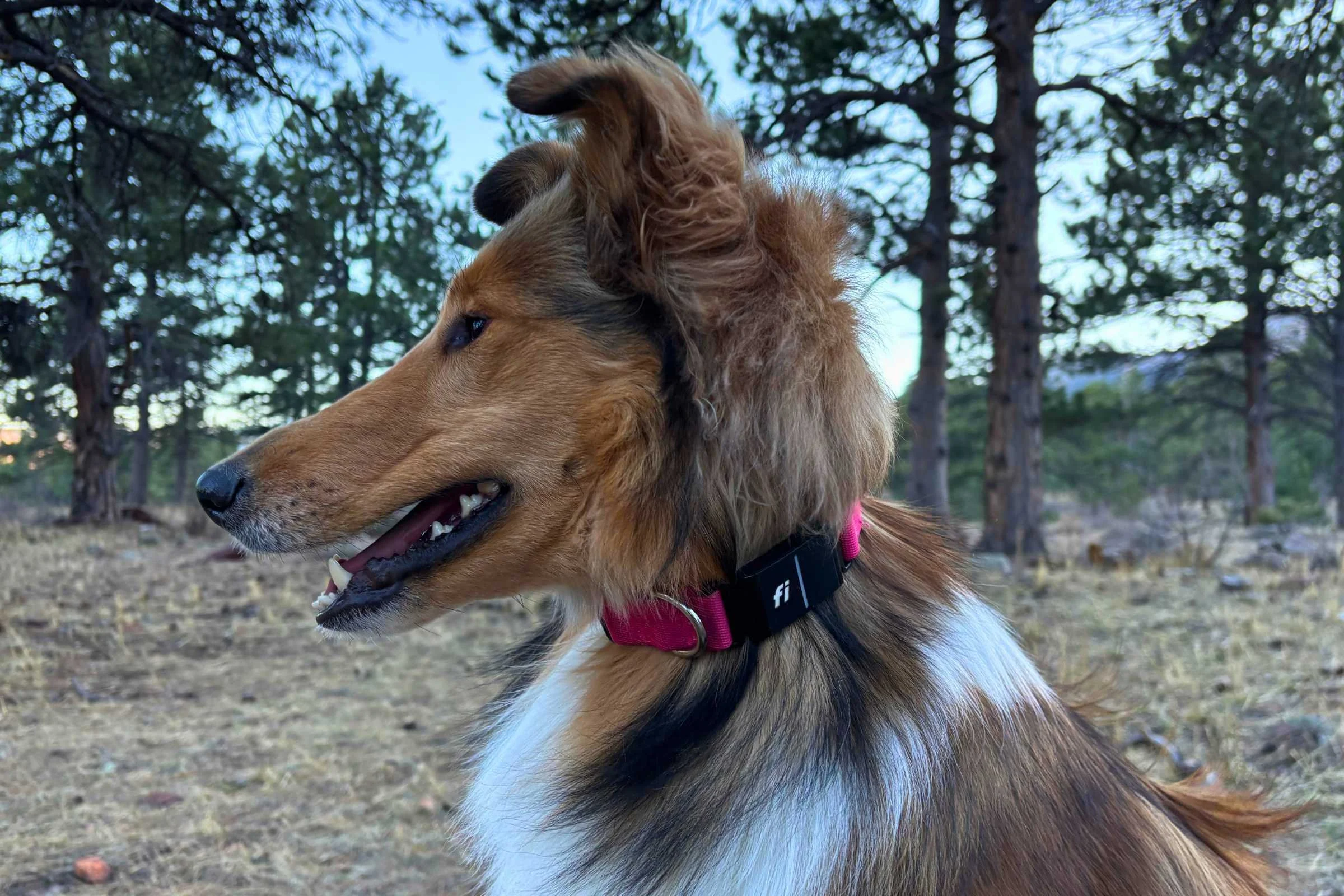 The Fi collar is low-profile and lightweight, but the collar that it comes with isn’t the greatest. Photo by Jae Thomas