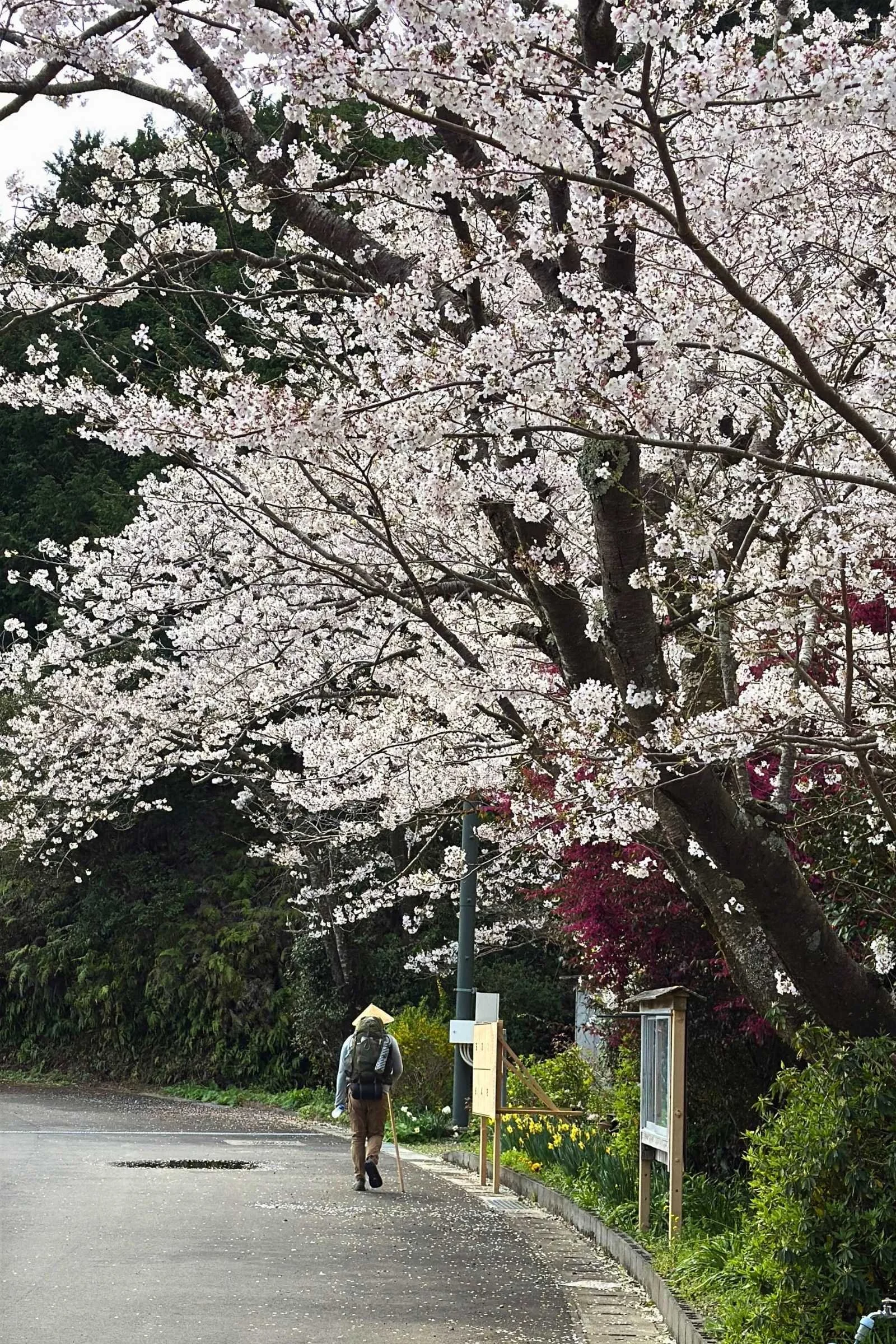 Pilgrim walks underneath cherry trees