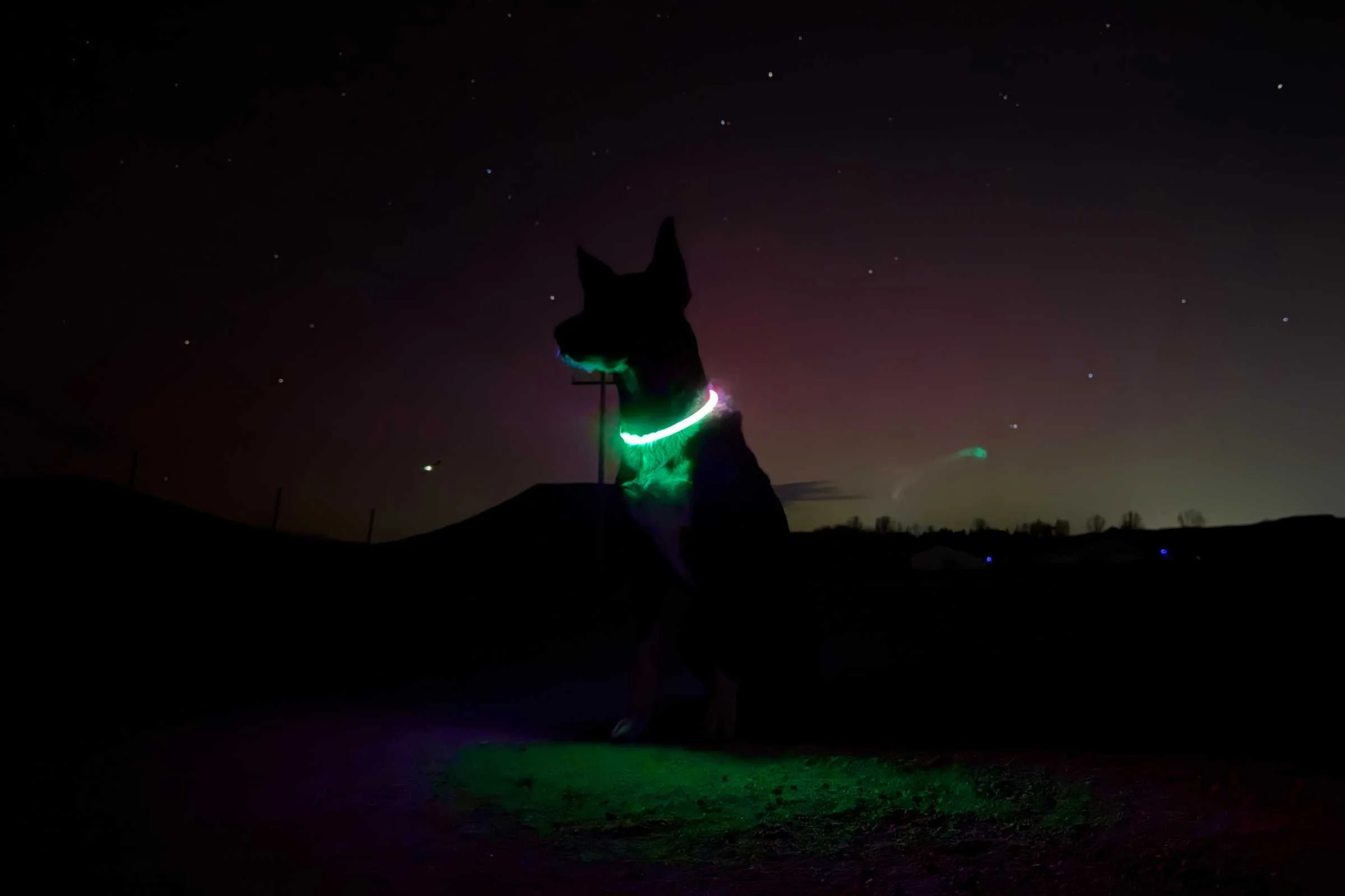best-light-up-dog-collars-2025-nite-ize-disco.jpg