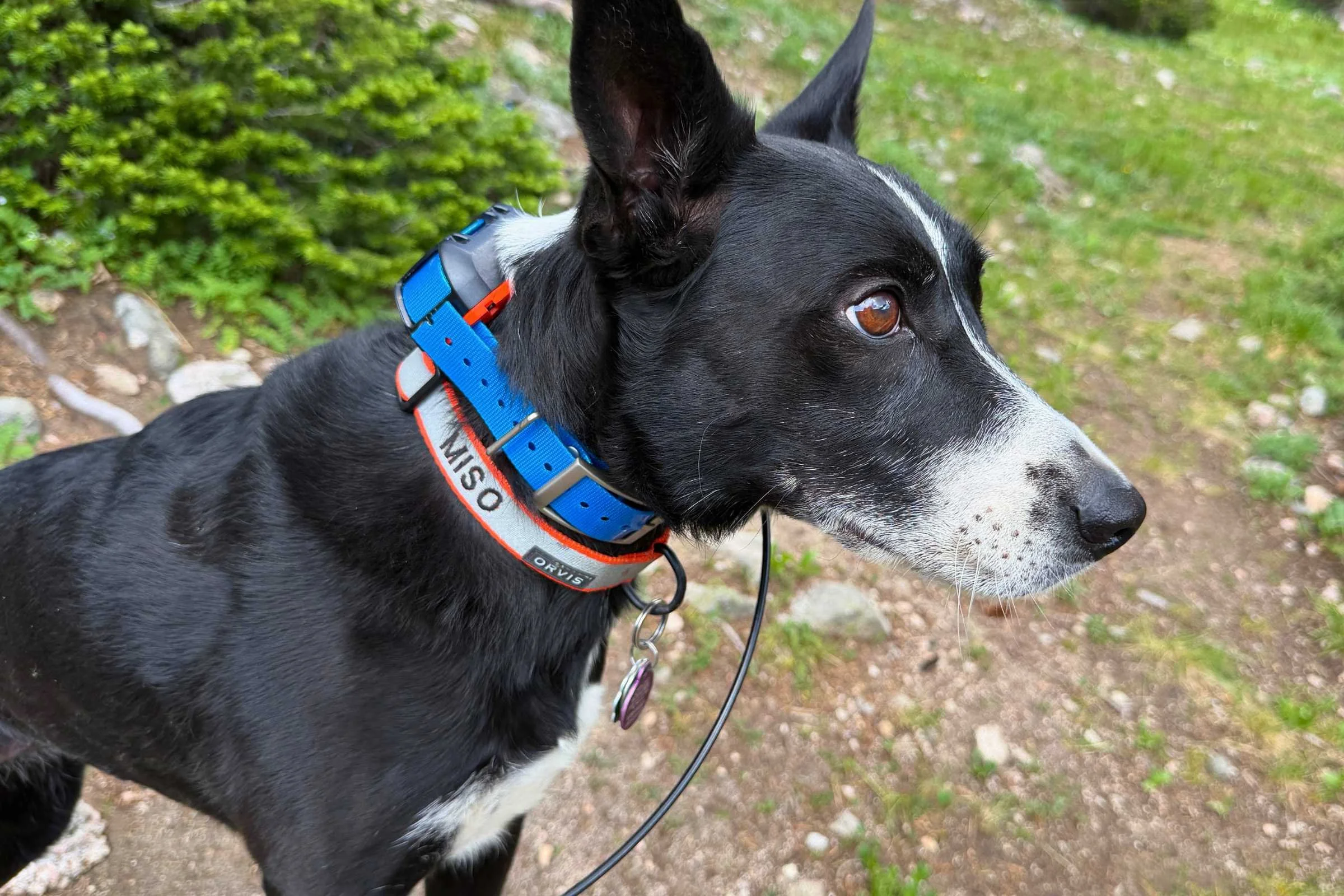 A black dog on a hiking trail wearing the Garmin Alpha T 20 GPS collar