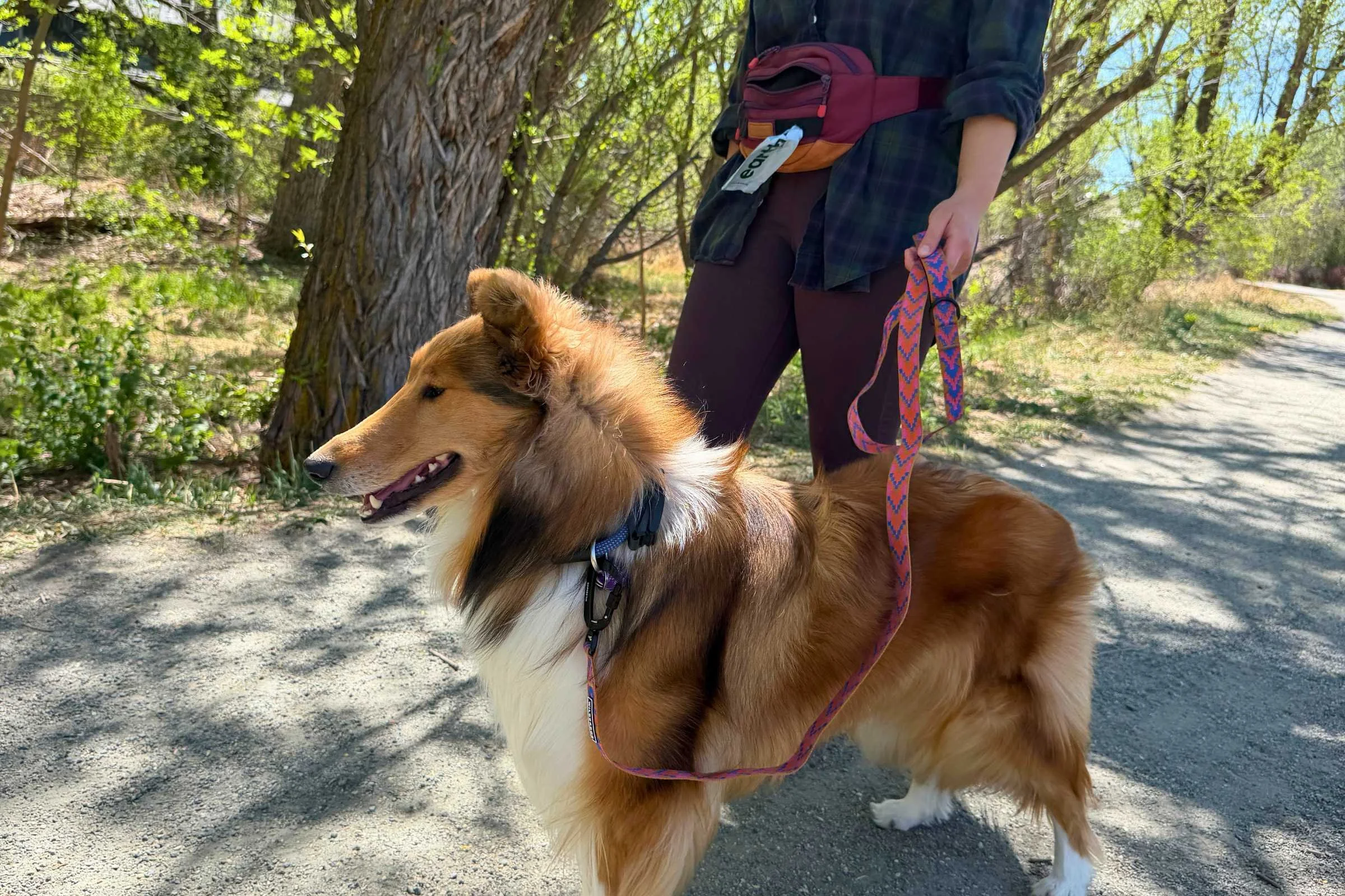 Dog attached to lightweight leash with aztec print