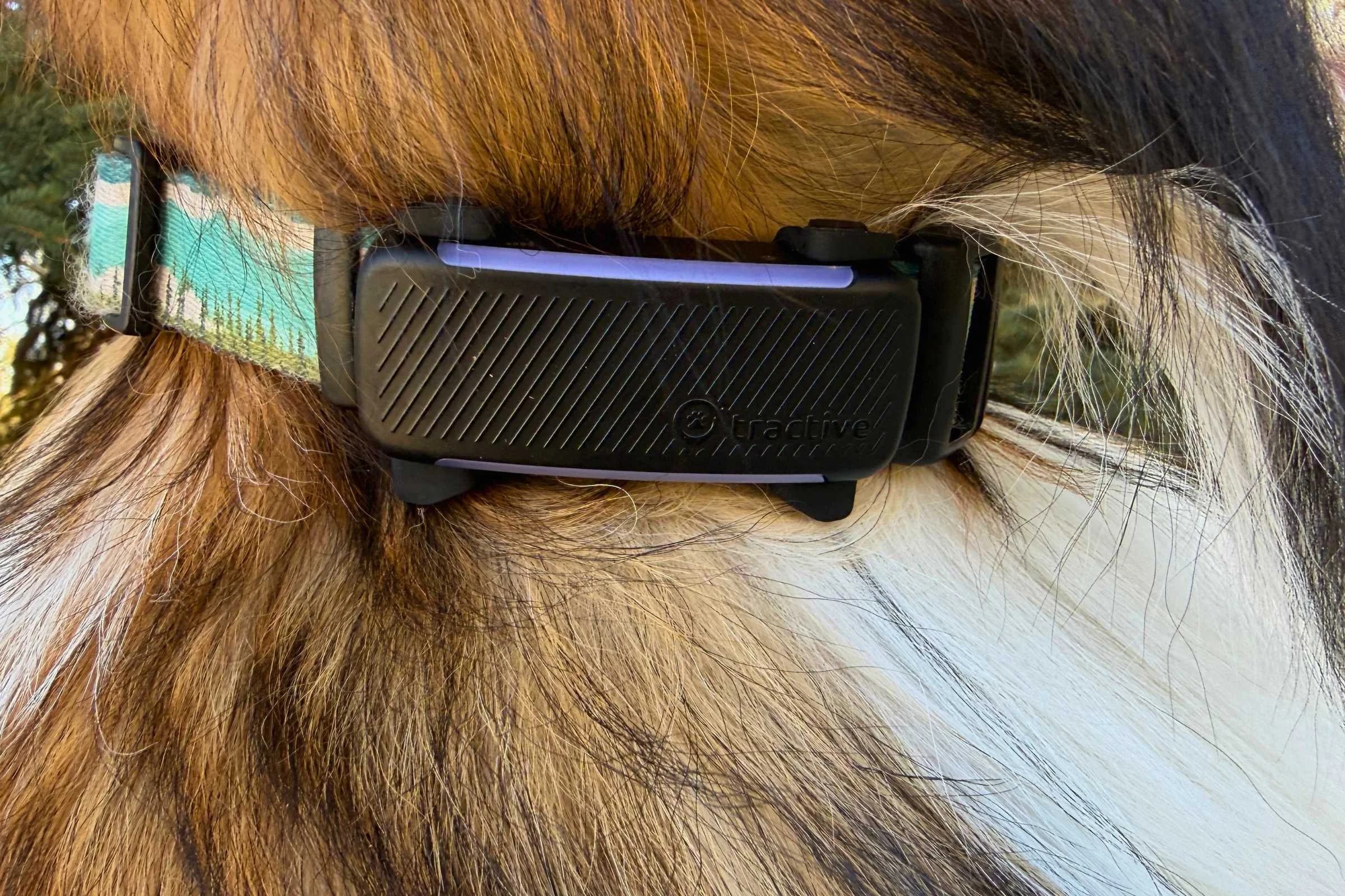 Tractive dog 6 up close