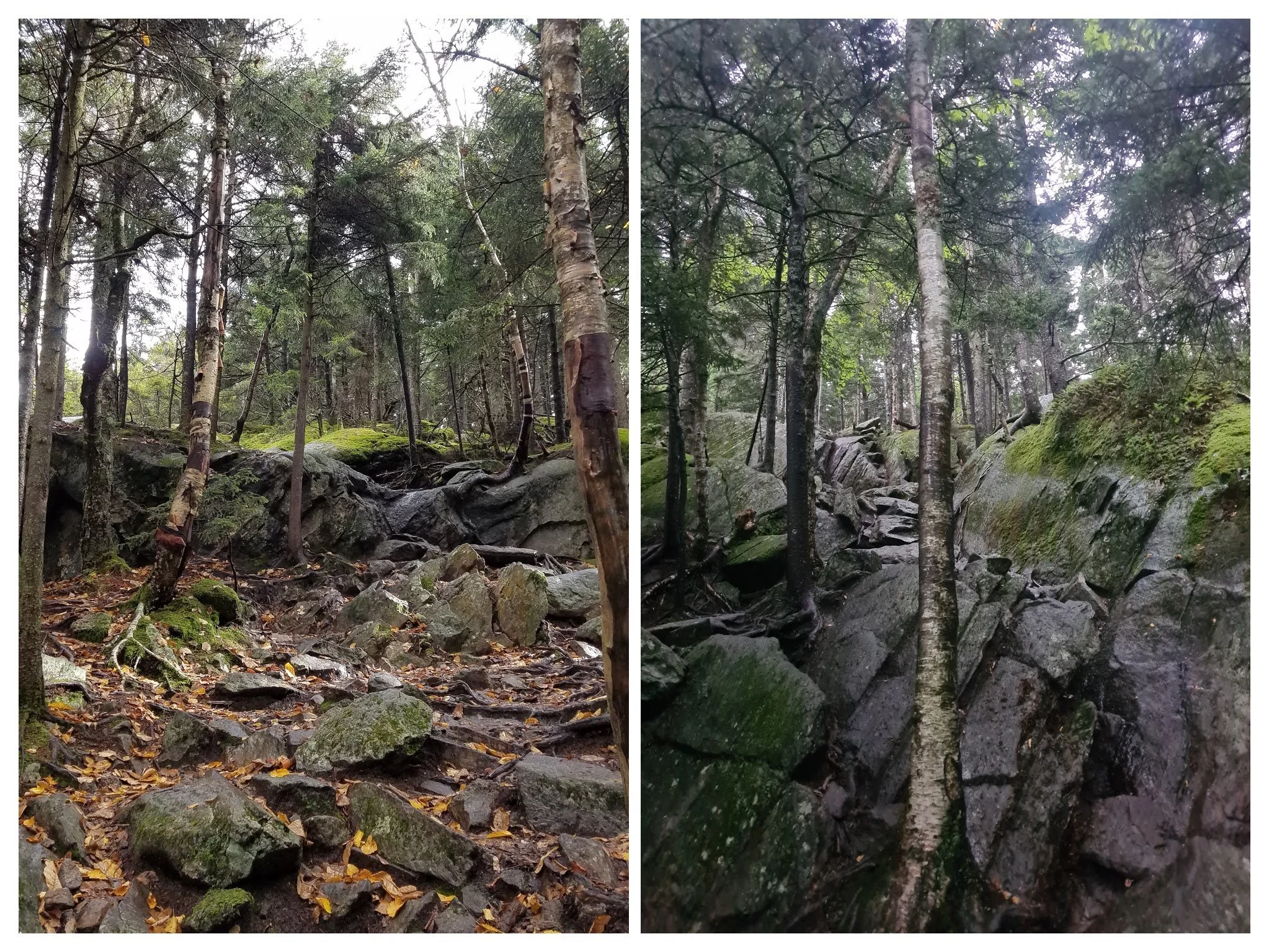 The ascent and descent of Mt Monadnock via the Greenway/ Dublin Trail is very rocky. Photos by Aubri Drake.