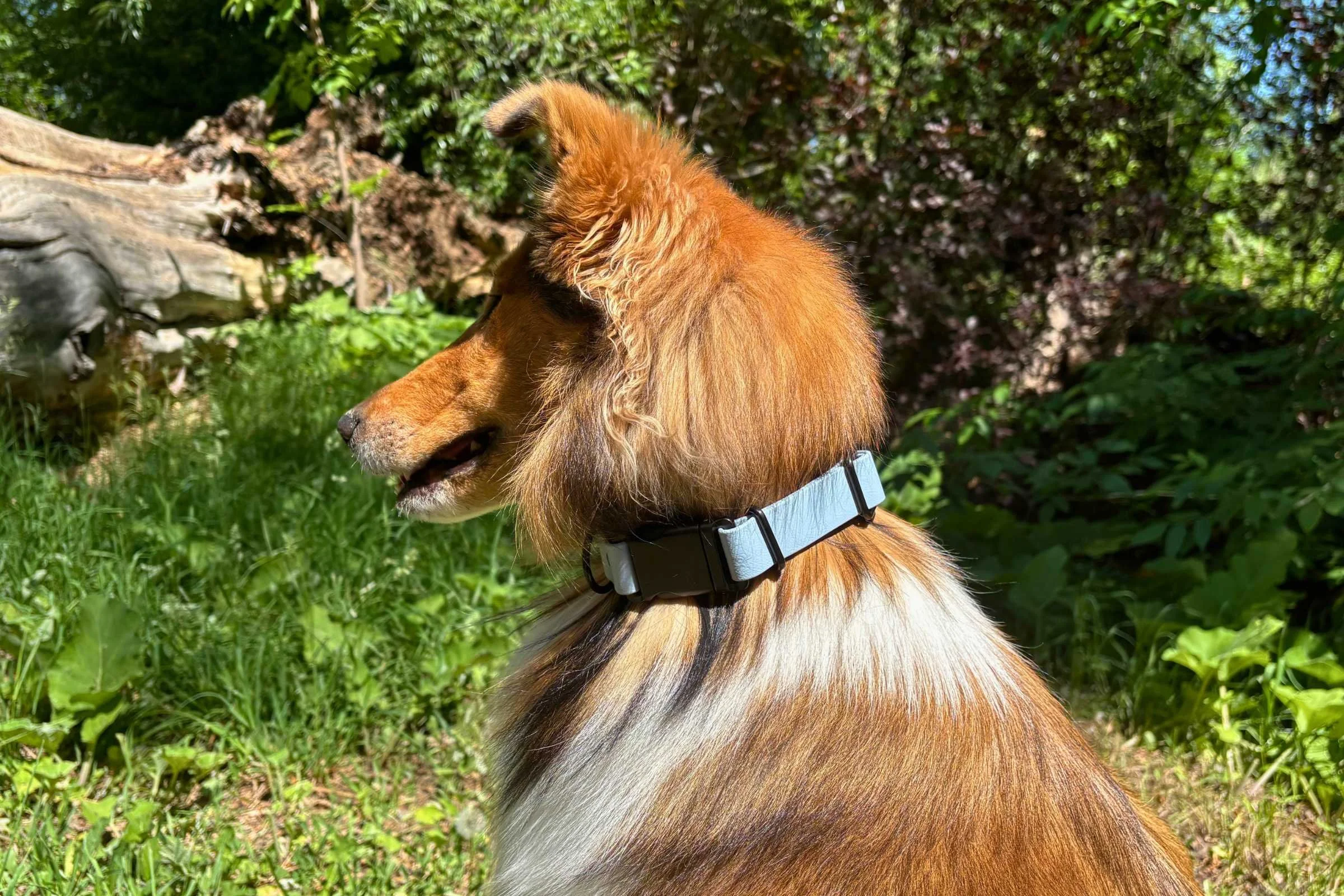 Dog wearing a biothane collar with a metal buckle